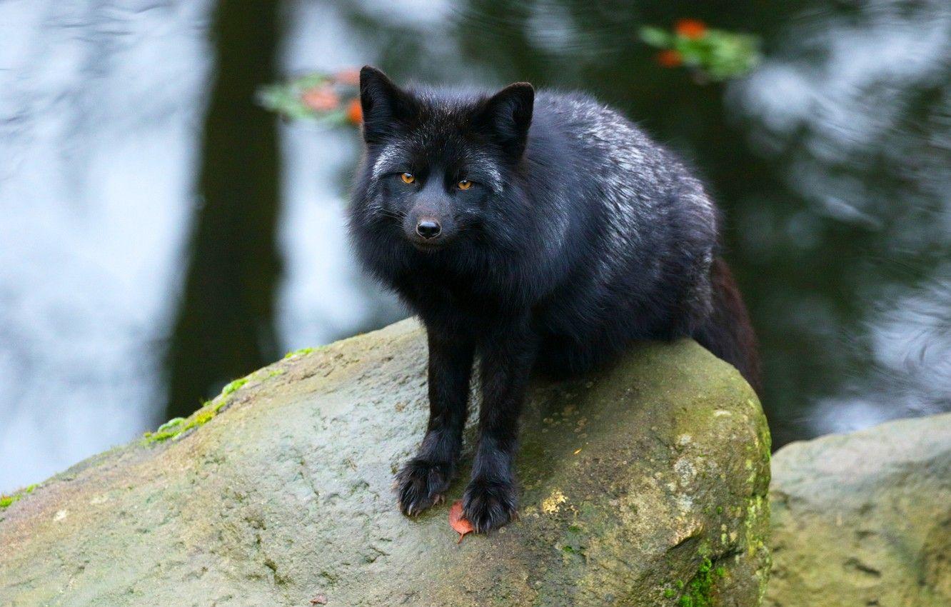 Silver Fox Wallpapers - Top Free Silver Fox Backgrounds - WallpaperAccess