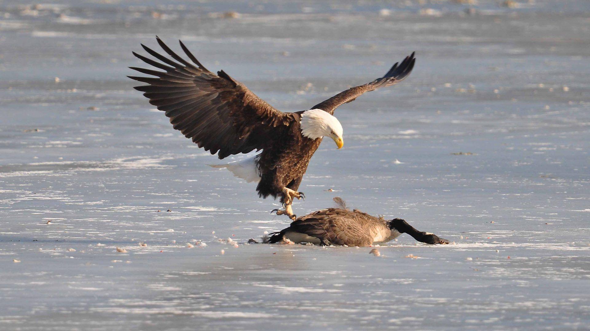 1920x1080 Eagle Tag wallpaper: Eagle Bird Birds Wallpaper For Mobile