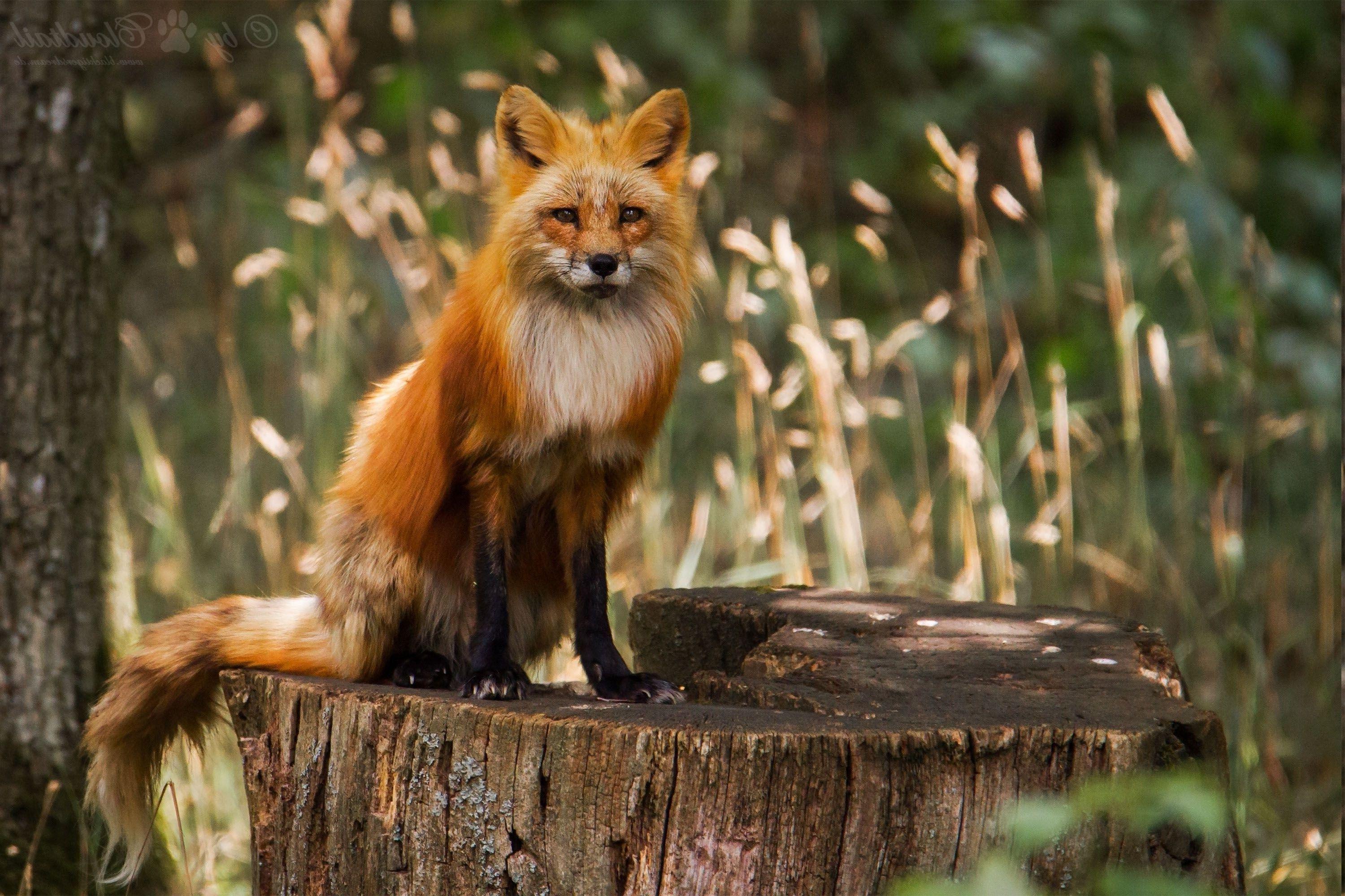 3000x2000 fox, Animals Wallpaper HD / Desktop and Mobile Background