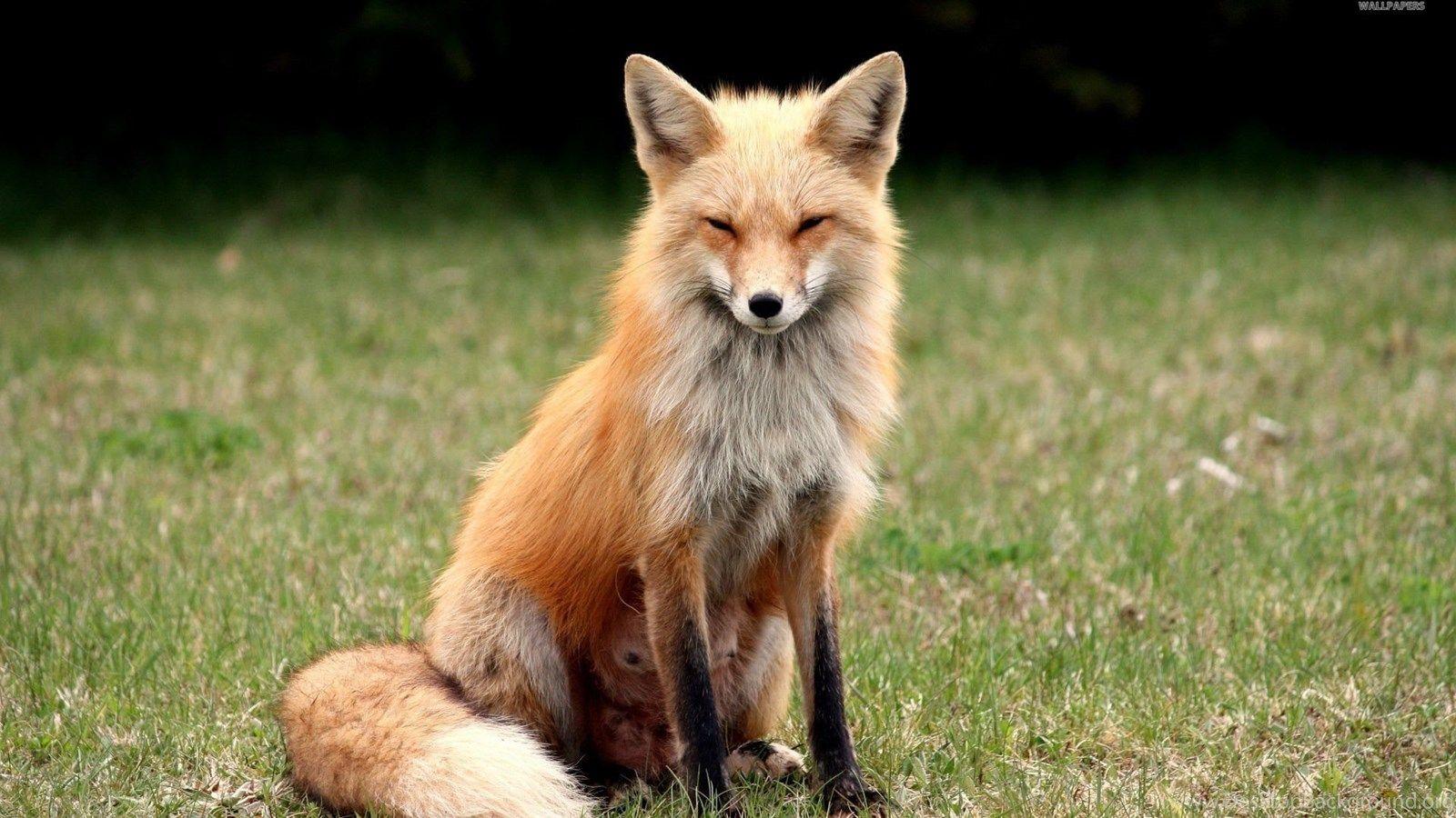 1600x900 Suspicious Fox Computer Background 1439 - Fox Animal HD Wallpaper Desktop Background
