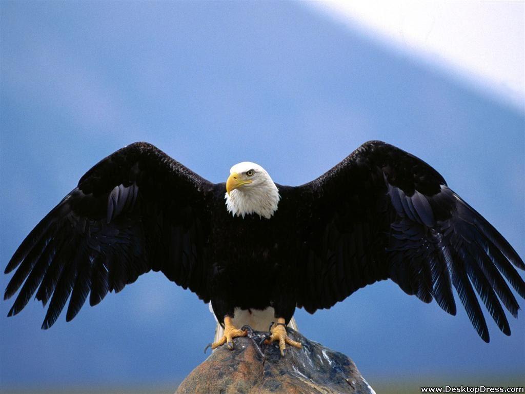 1024x768 Desktop Wallpaper Animals Background Wingspan, Bald Eagle