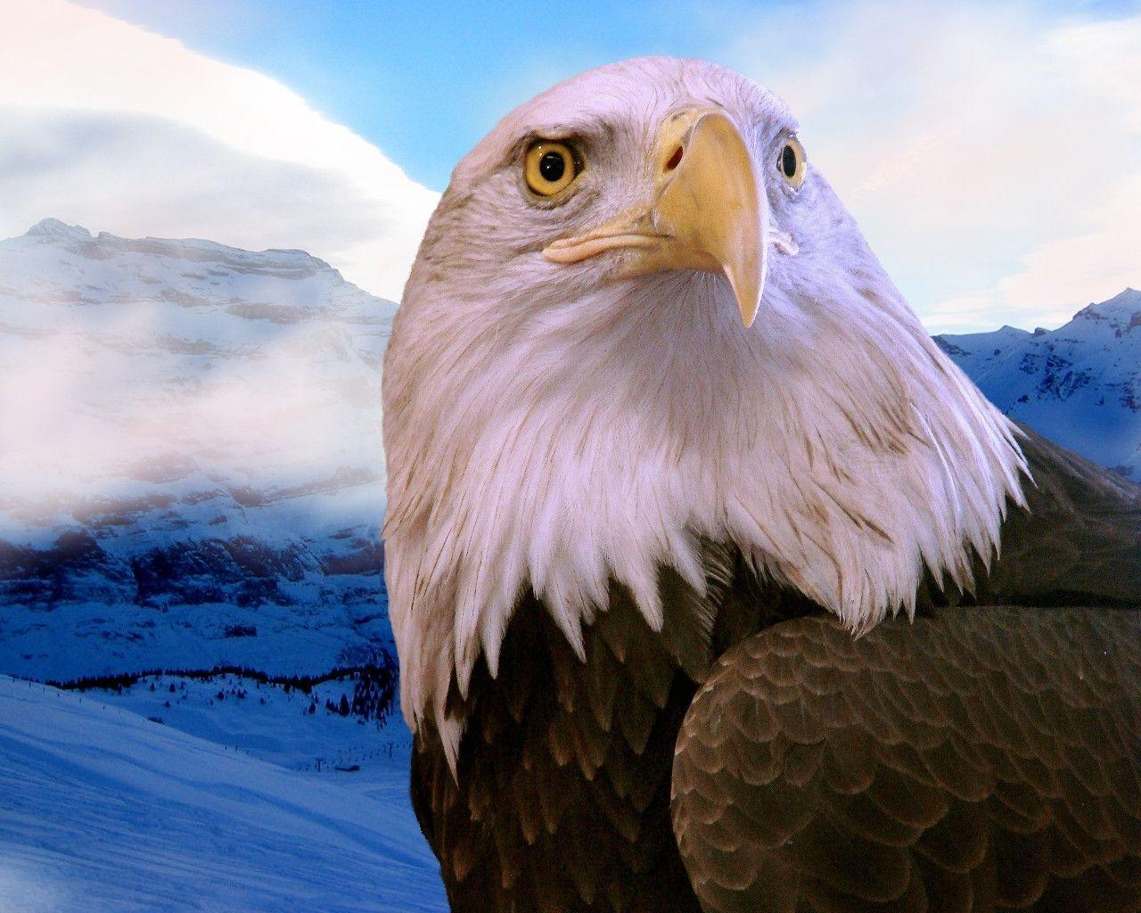 1280x1024 Free Bald Eagle Wallpaper Wallpaper Adorable Wallpaper. HD