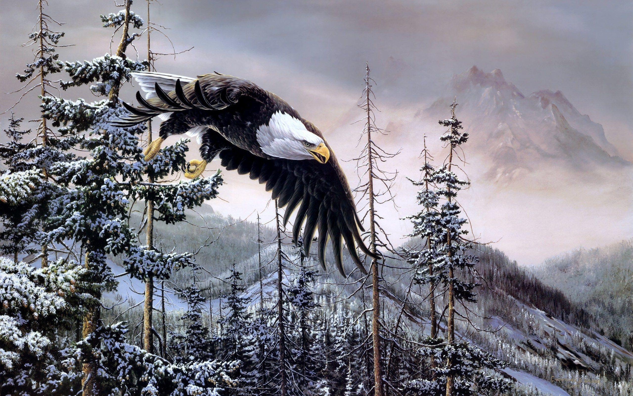 2560x1600 Bald Eagle HD Wallpaper and Background Image