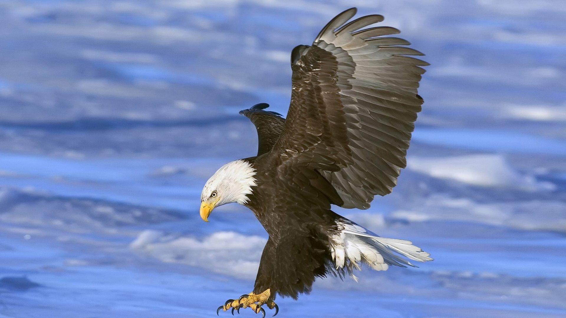 1920x1080 Bald Eagle Desktop HD Wallpaper Download Free :