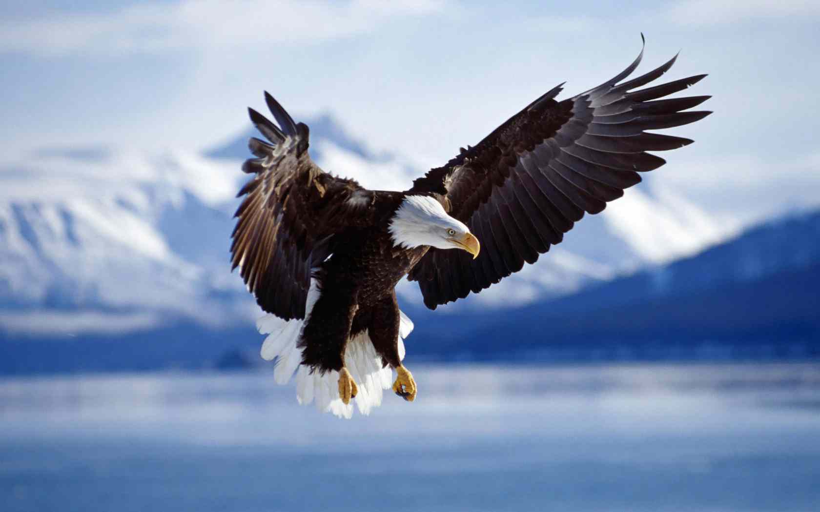 1680x1050 Amazing Background Picture. Bald Eagle HQFX Wallpaper