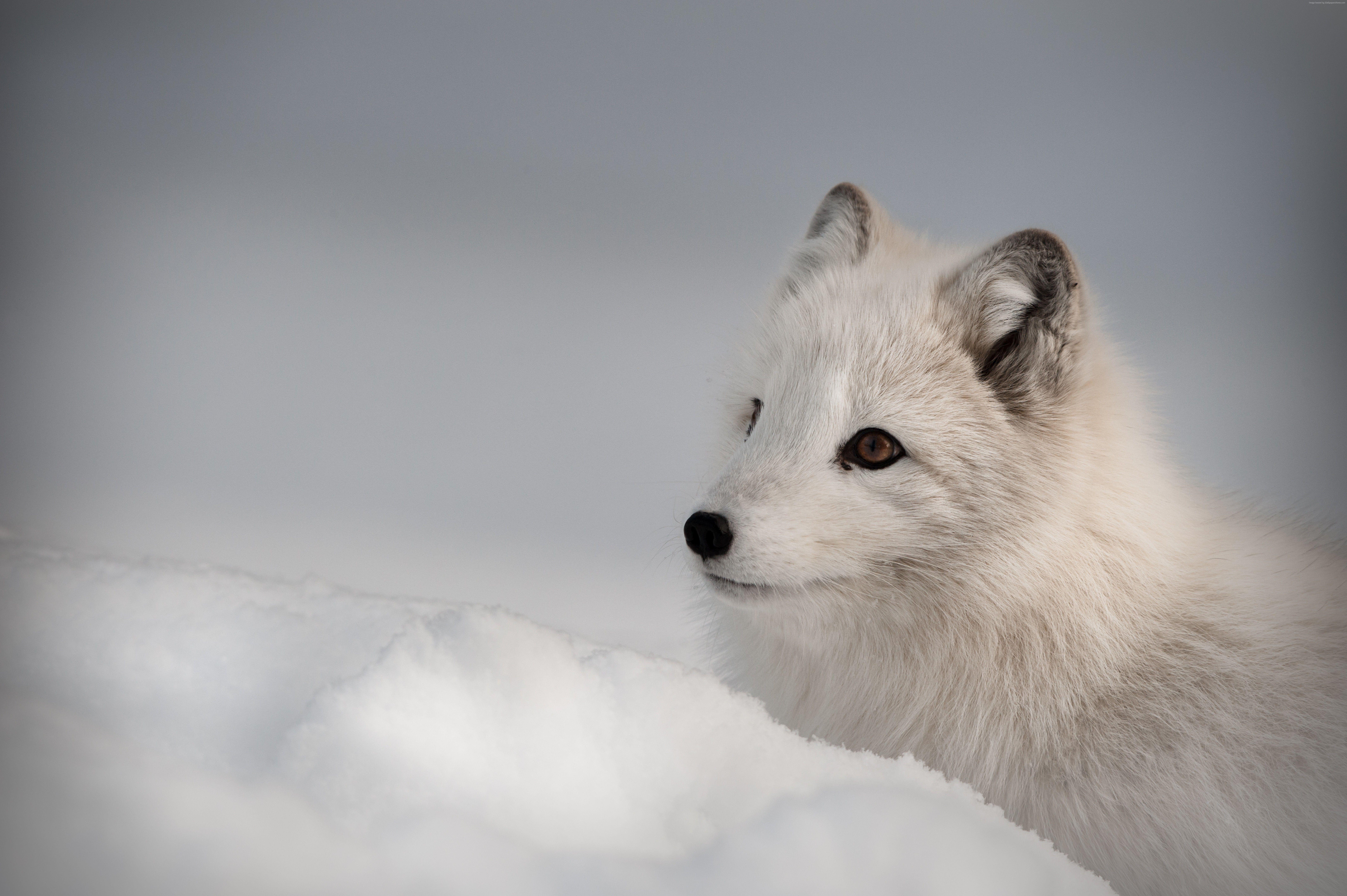 8512x5664 #animal, #Arctic fox, #Northern Hemisphere. Mocah.org HD Wallpaper