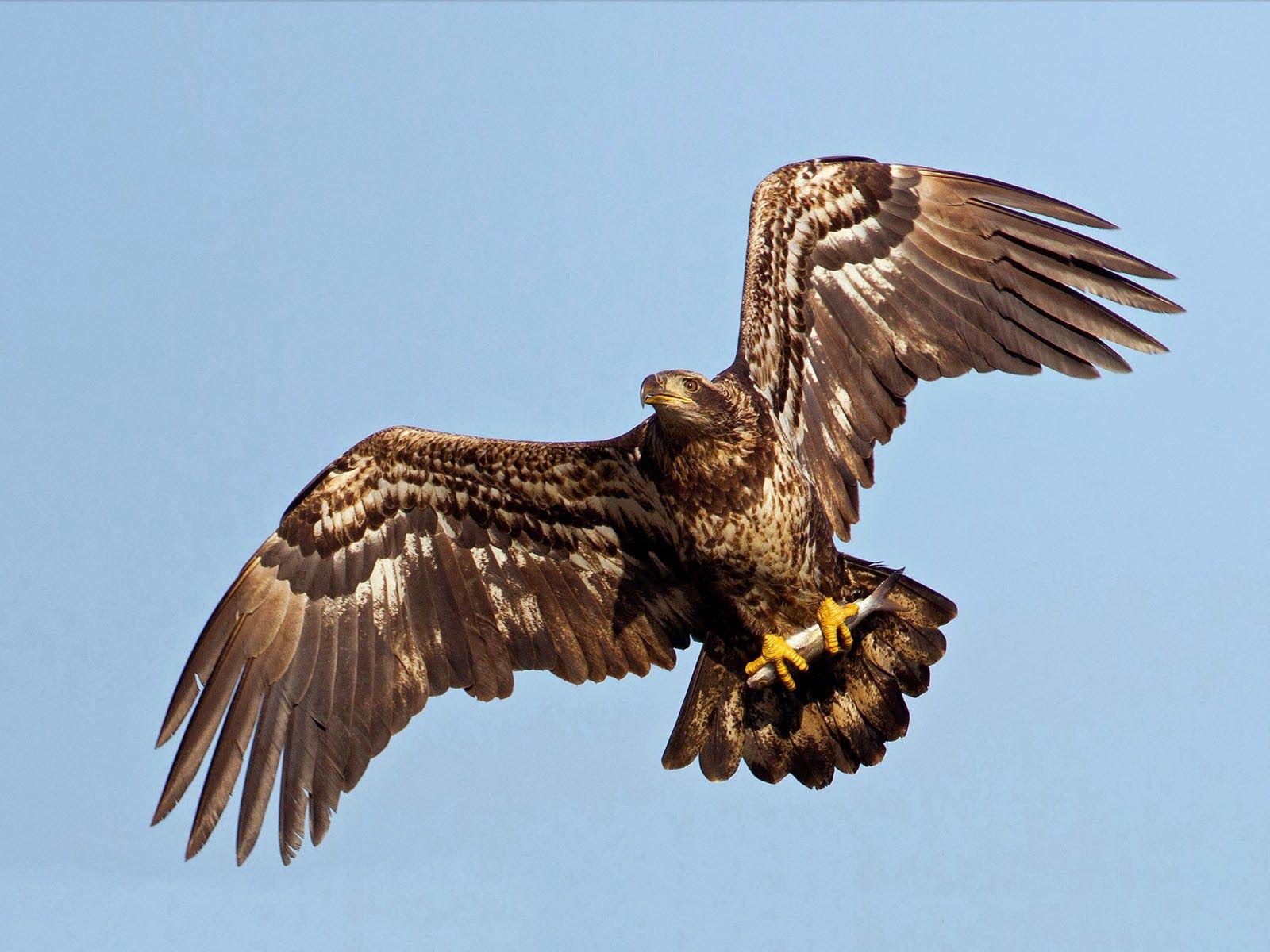 1600x1200 Picture Of A Bald Eagle Wallpaper