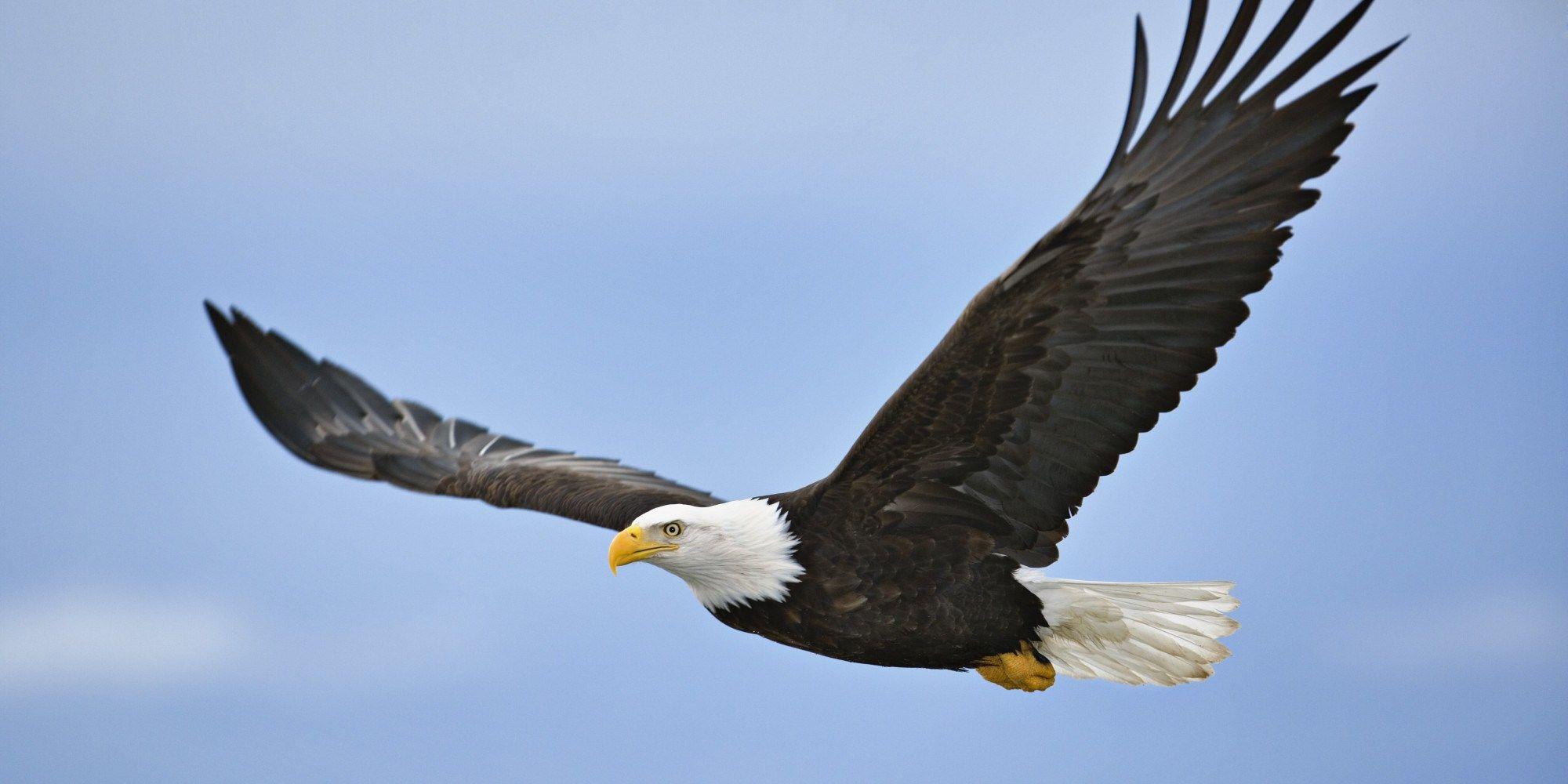 2000x1000 Bald Eagles Photo