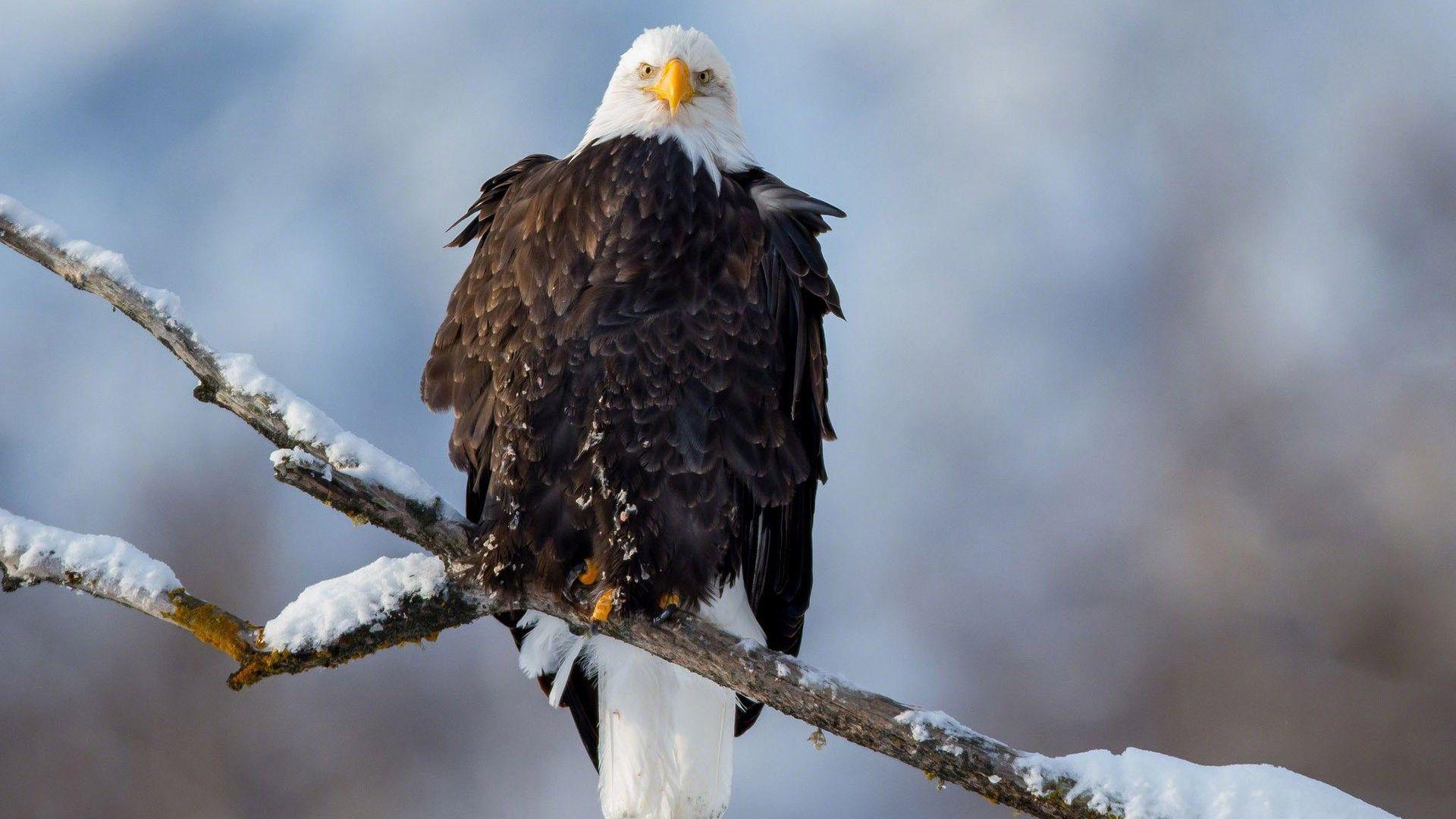 1920x1080 Animals: Bald Eagle Bird Background Picture 1920x1080 for HD 16:9