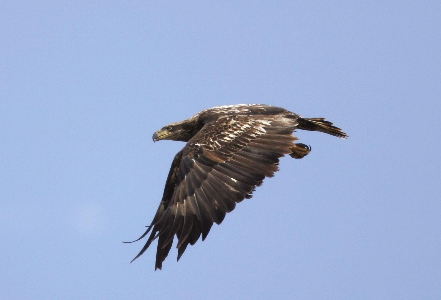 1527x1039 Bald Eagle Bird HD Desktop Wallpaper, Instagram photo, Background