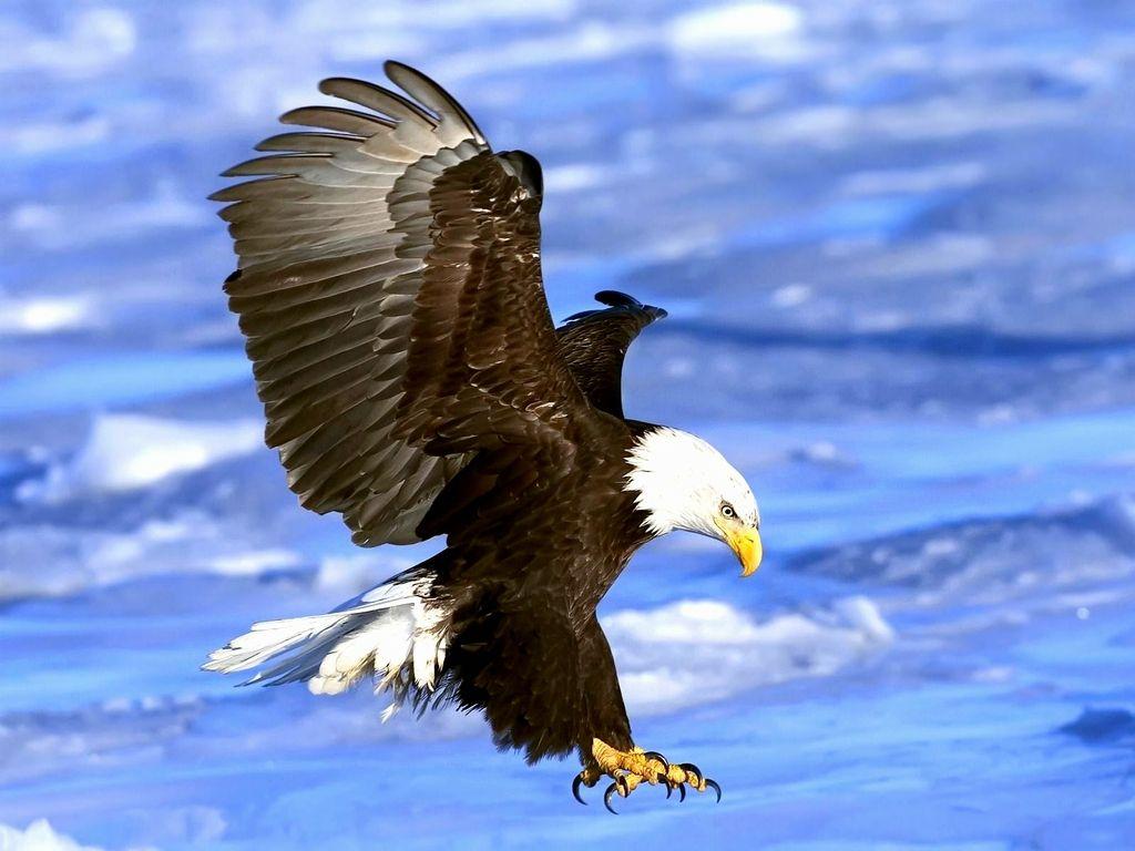 1024x768 Free Bald Eagle wallpaperx768