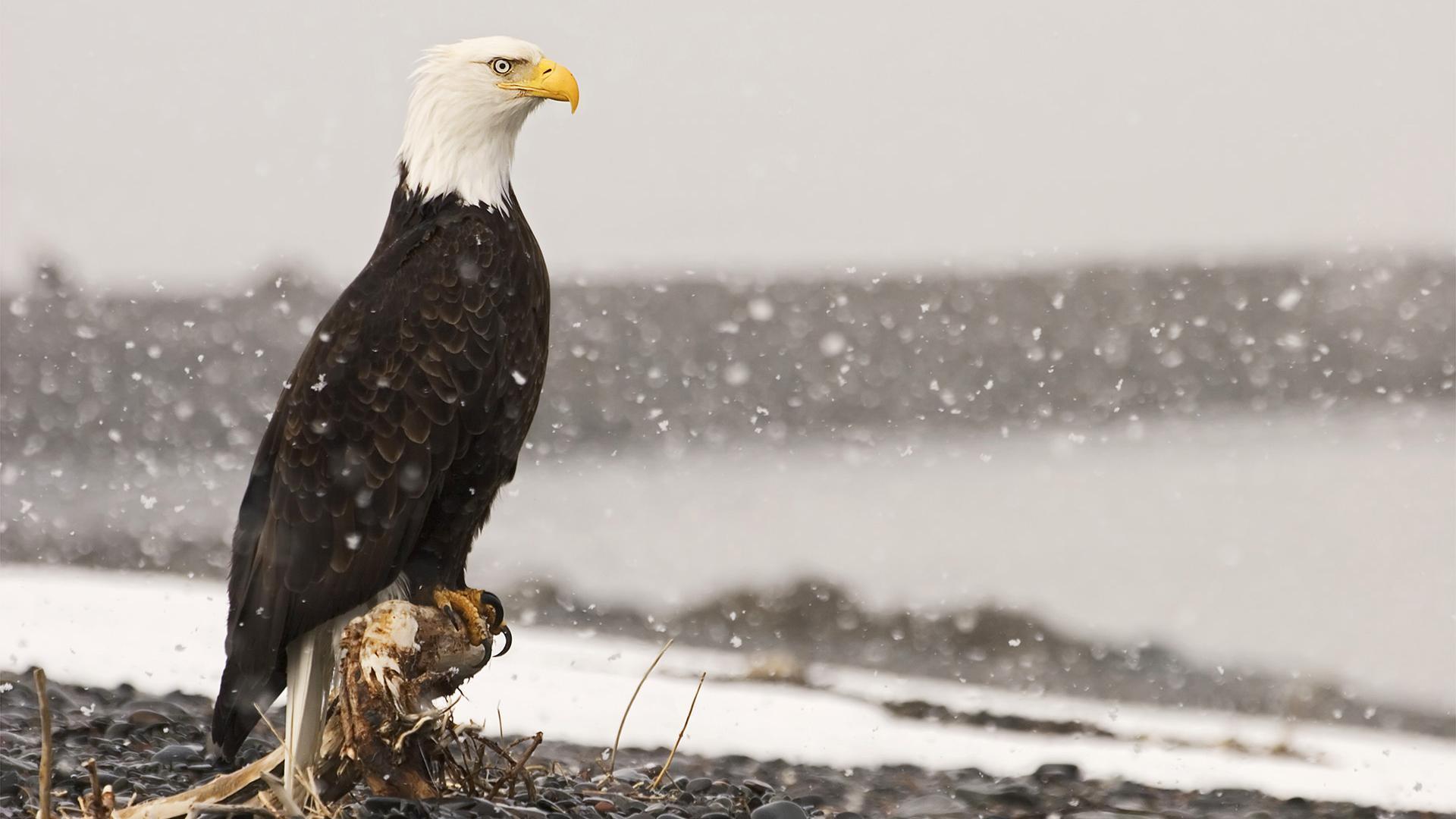 1920x1080 Download Free 1920x1080 Bald Eagle in Snow Desktop Wallpaper Background