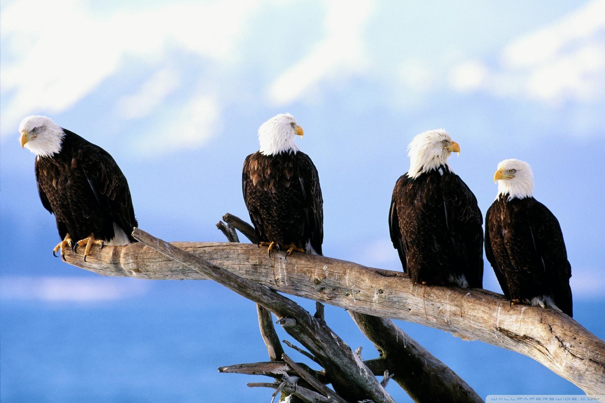2000x1333 Wild And Free Bald Eagles ❤ 4K HD Desktop Wallpaper for 4K Ultra HD