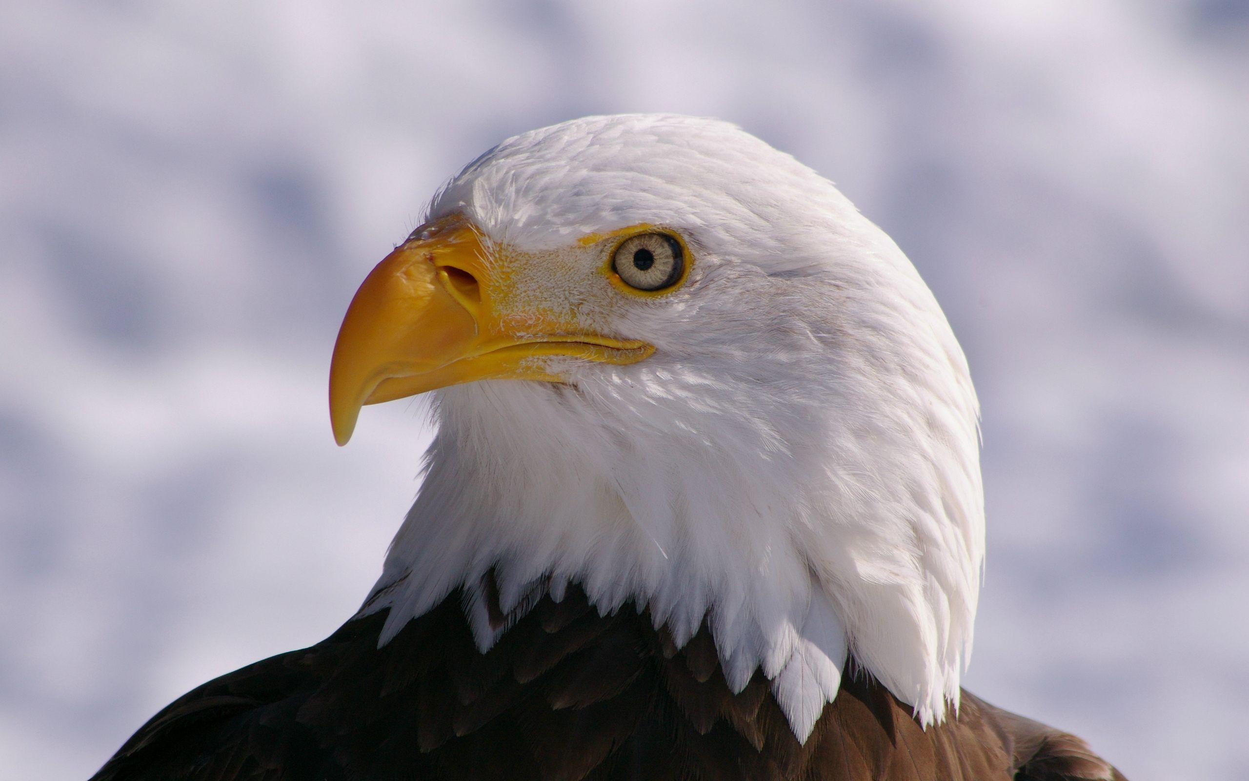 2560x1600 Index Of Cdn Hdwallpaper 262