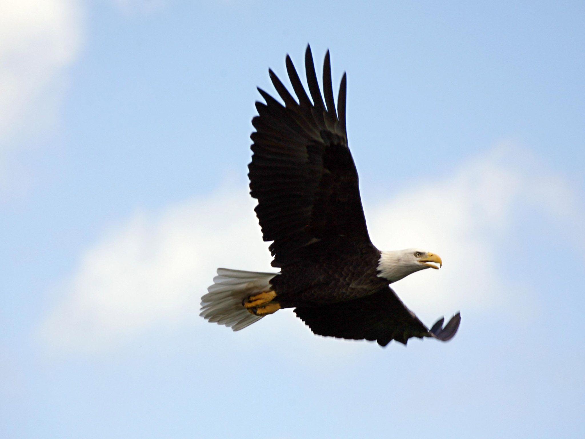 2048x1536 Bald Eagle