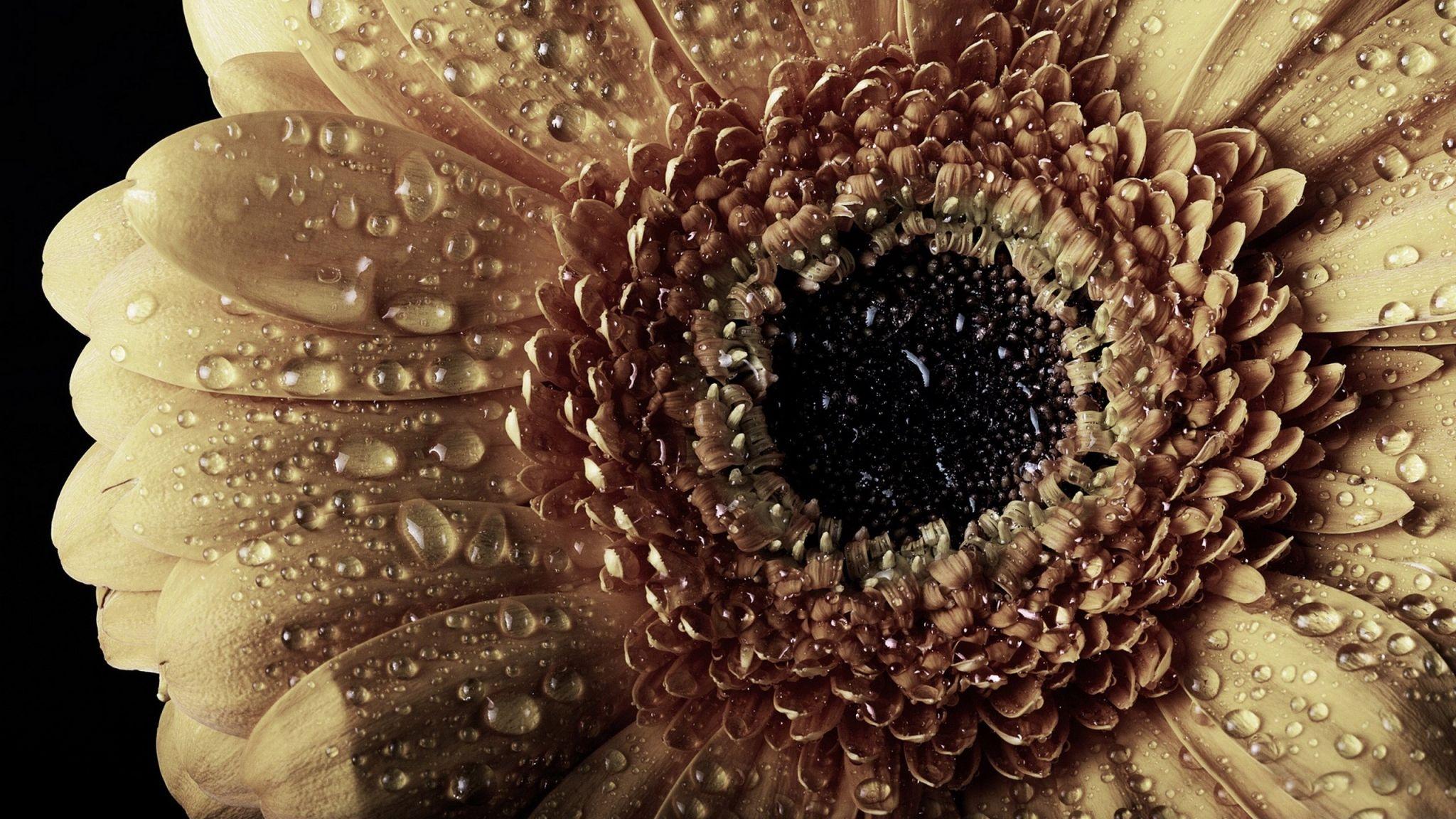 2048x1152 vintage flower free background desktop. Mocah.org HD Desktop Wallpaper
