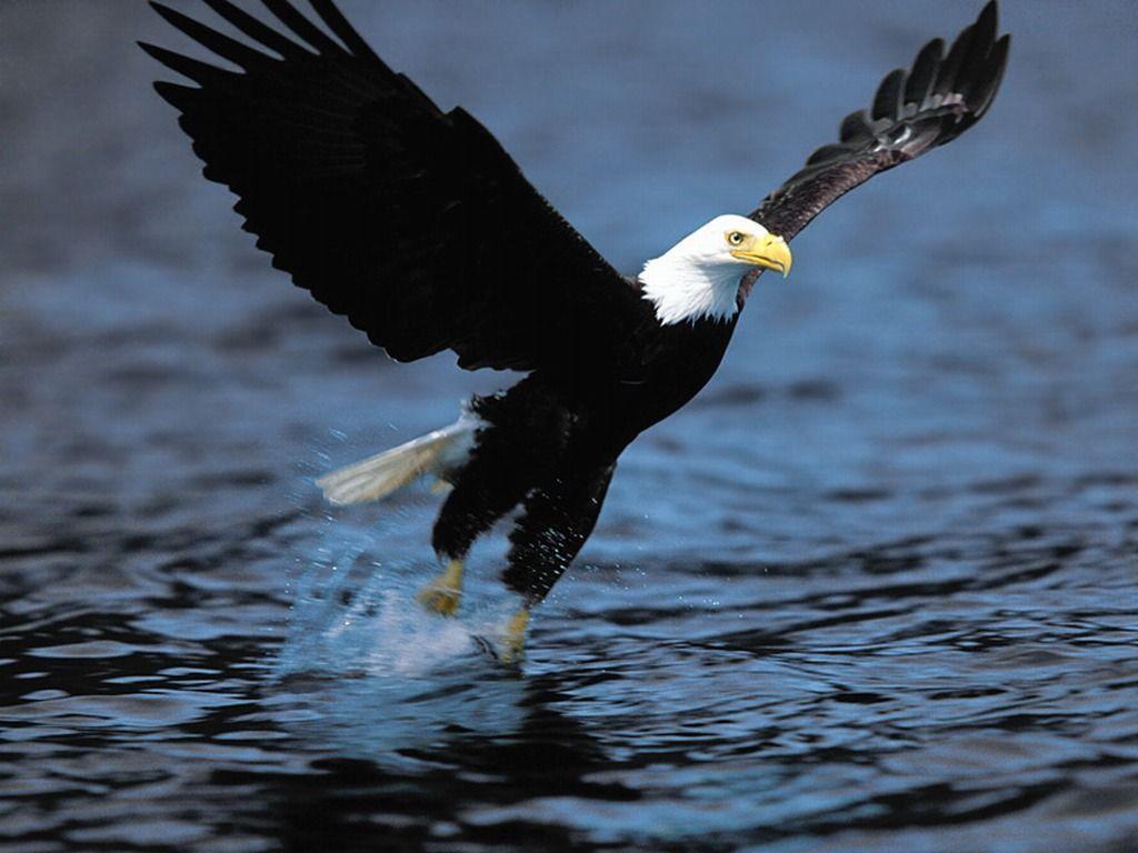 1024x768 Eagles Desktop Background
