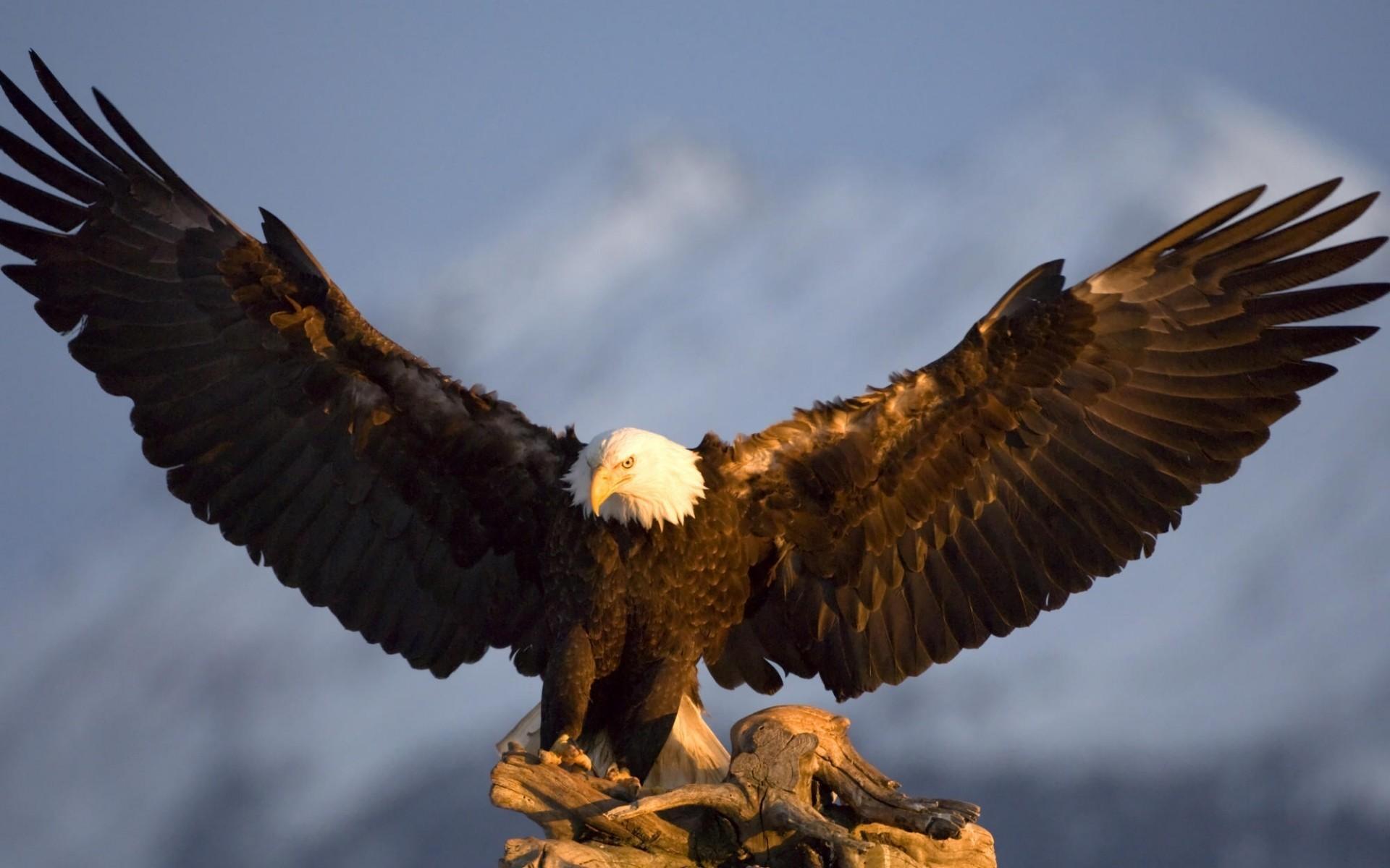1920x1200 The Magnificent Bald Eagle HD desktop wallpaper : Widescreen : High