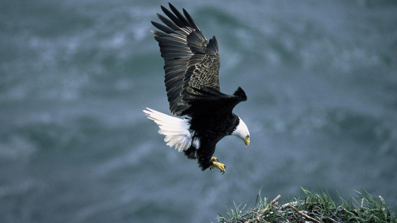 1366x768 Bald. Free HD Top Most Downloaded Wallpaper