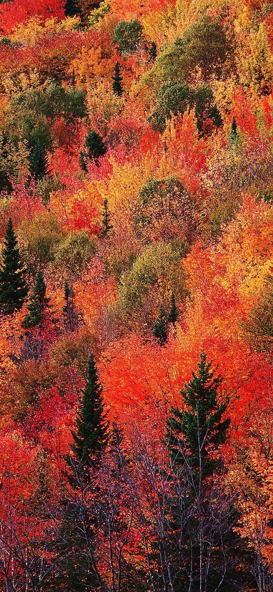 1125x2436 Best Autumn Wallpaper Free HD Wallpaper