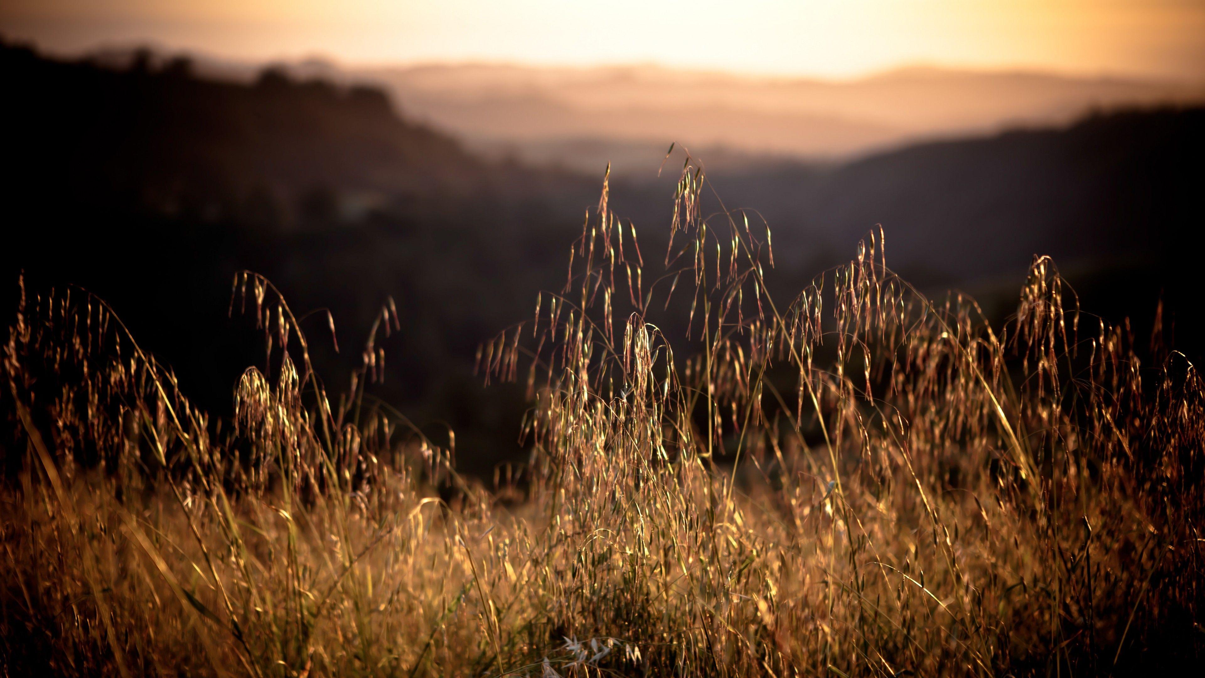 3840x2160 Wallpaper California, 4k, HD wallpaper, 8k, Field, sunset, grass, Nature