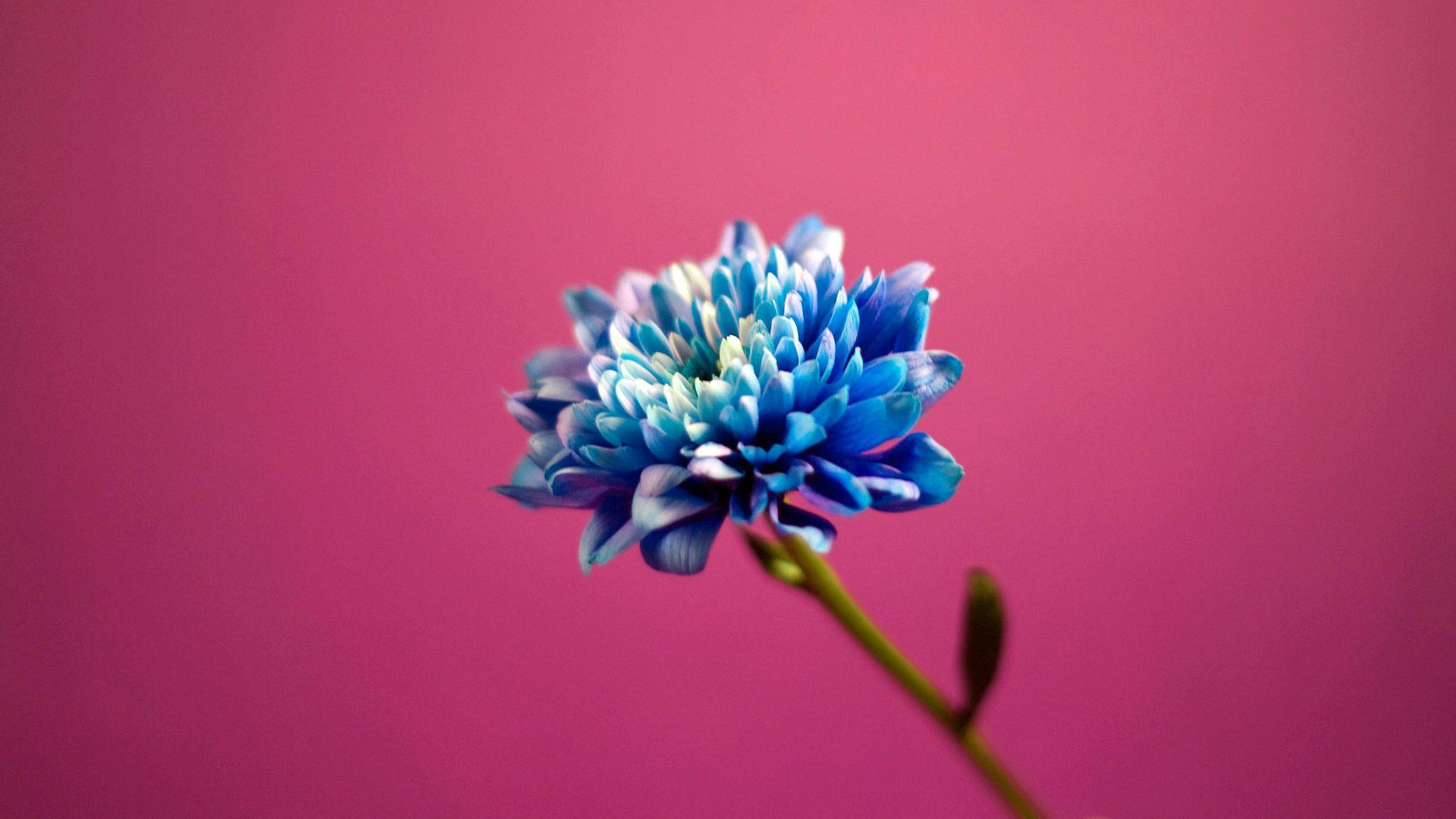 1920x1080 Download These 45 Pink Wallpaper Every Engineer Girl Will Love