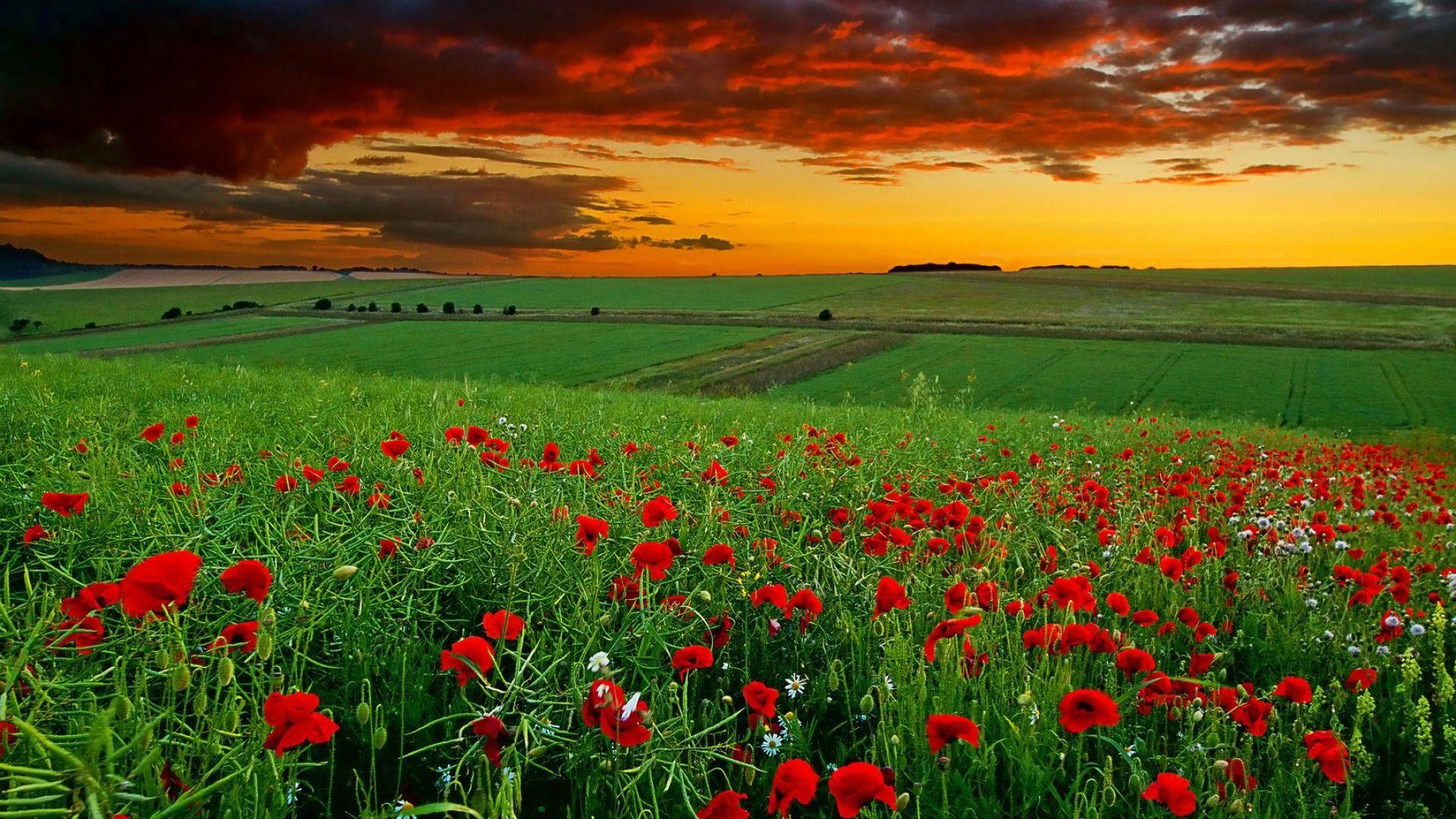 1920x1080 Free download Beautiful Scenery Wallpaper HD Picture One HD Wallpaper Picture [1920x1200] for your Desktop, Mobile & Tablet. Explore HD Scenic Wallpaper. Scenic Wallpaper, Scenic Wallpaper Background, Free Scenic Desktop Wallpaper