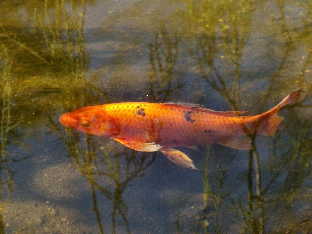 Gold Koi Wallpapers - Top Free Gold Koi Backgrounds - WallpaperAccess