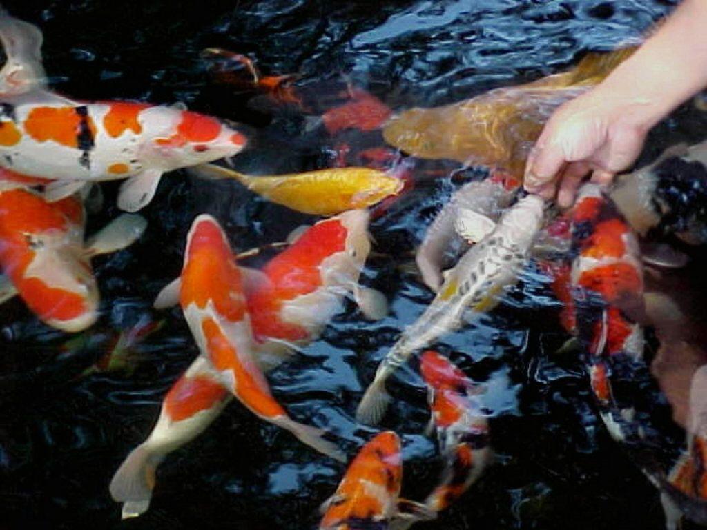 1024x768 30th annual Northwest Koi and Goldfish show at the World Forestry