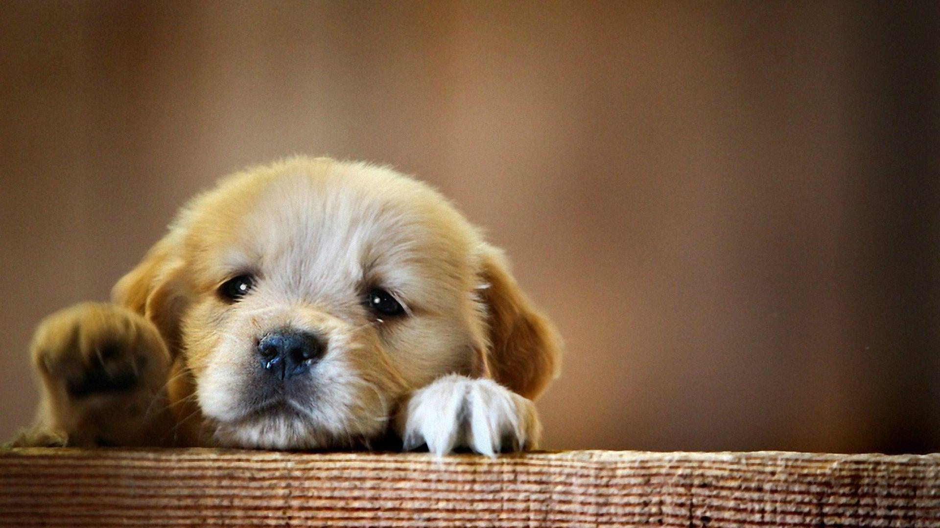 1920x1080 Free download Cute Baby Dog Desktop Wallpaper Dogs Wallpaper HD [1920x1200] for your Desktop, Mobile & Tablet. Explore Cute Puppy Wallpaper. Cute Animal Wallpaper, Christmas Puppies Wallpaper, Puppy Wallpaper