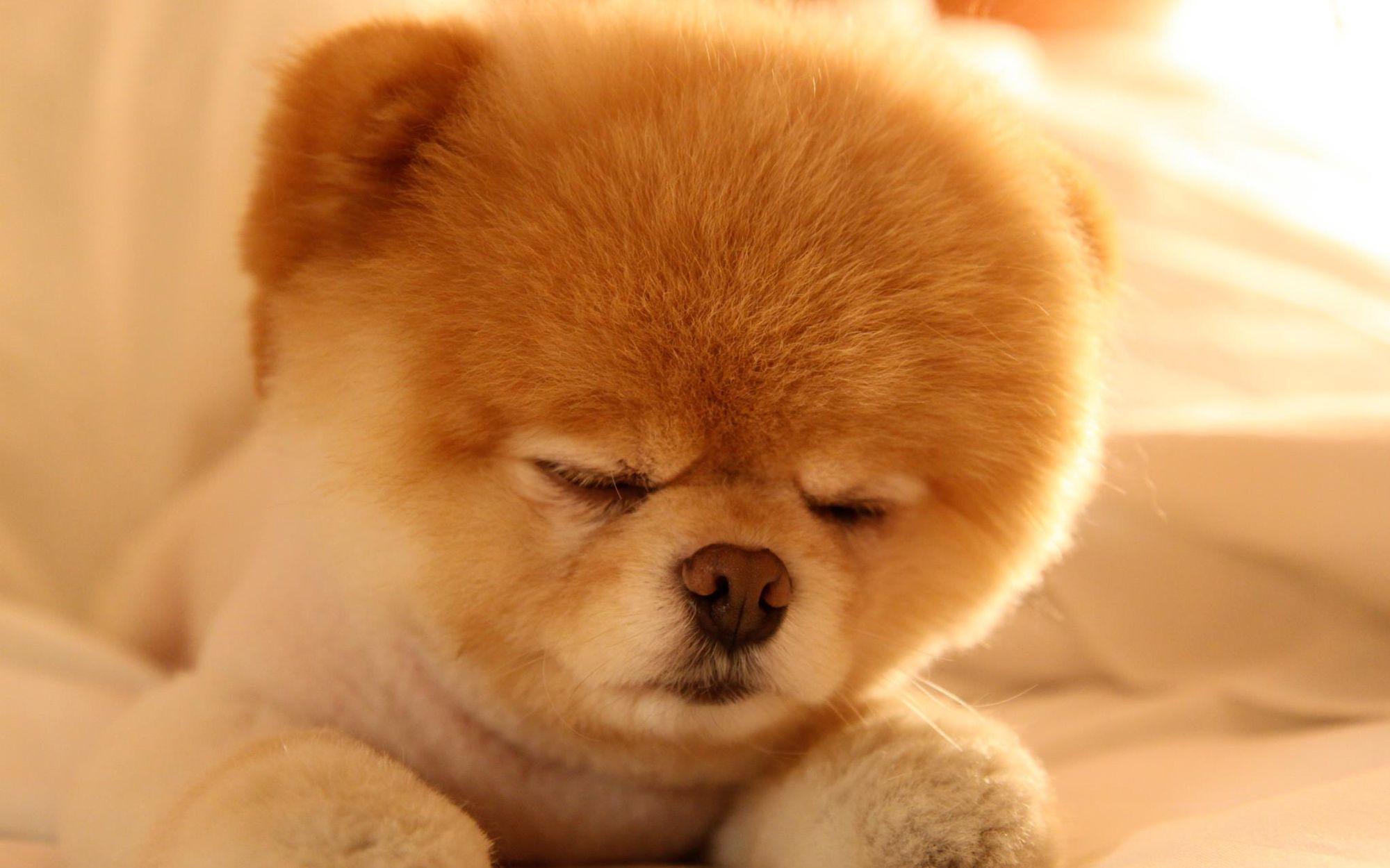 2000x1250 Cute Dogs Wallpaper HD