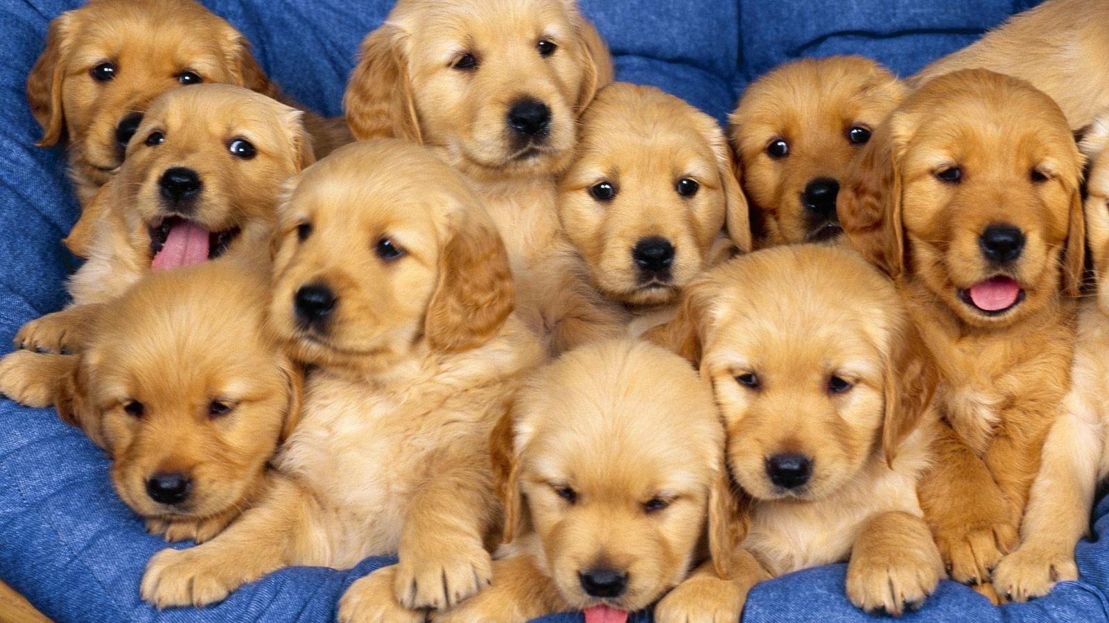 Cute Baby Dog Wallpapers - Top Free Cute Baby Dog Backgrounds ...