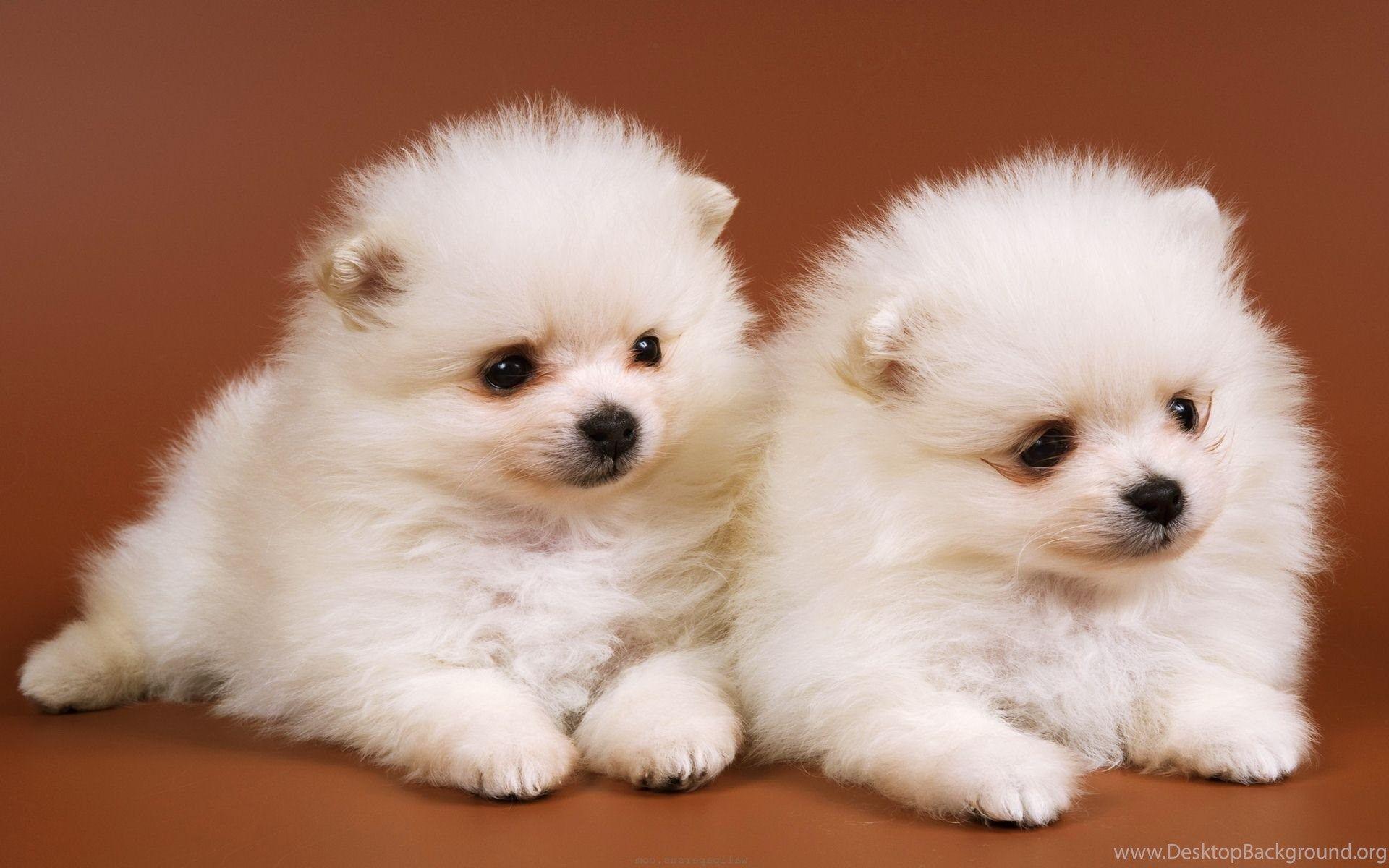 1920x1200 Cute Baby Dog Wallpaper For Desktop Desktop Background