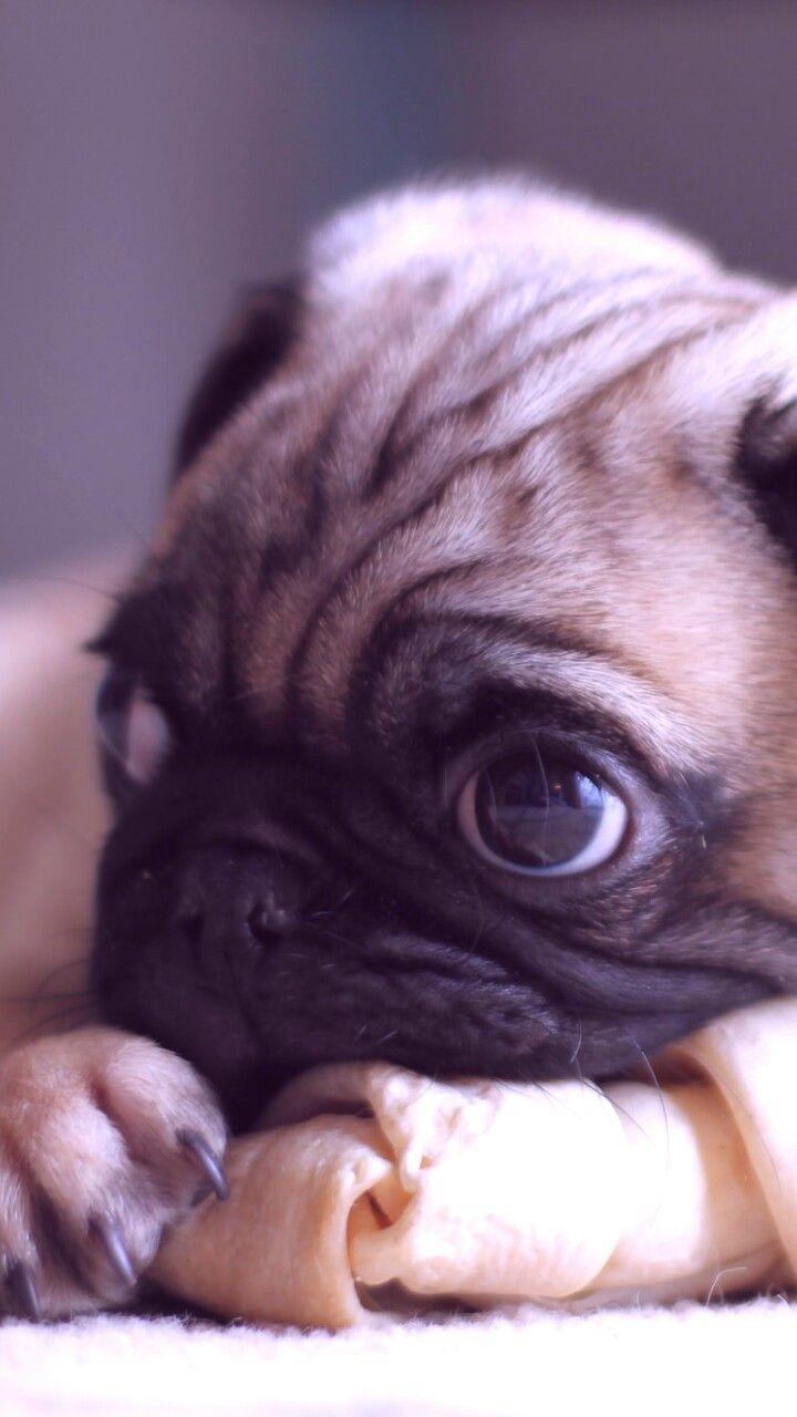 720x1280 Puppy, animals, baby, baby dog, background, beautiful, beautiful dog, beauty, cute animals, cute baby, cute puppy, dog, iphone, nature, pug, pugs, puppy, still life, wallpaper, wallpaper, we heart it, beautiful puppy, beautiful