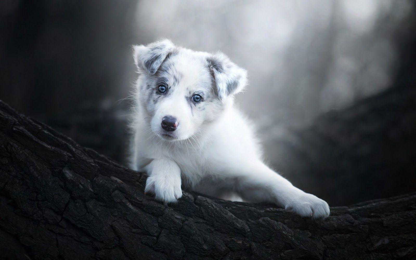 1600x1001 Cute Alaskan Baby Dog HD Image, Wallpaper, HD Picture Media Magazine ERROR 404 Media Magazine