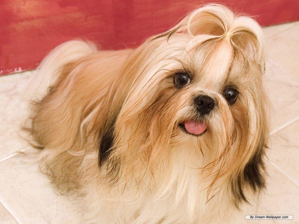 1024x768 Toy Dog Wallpaper Wallpaper .