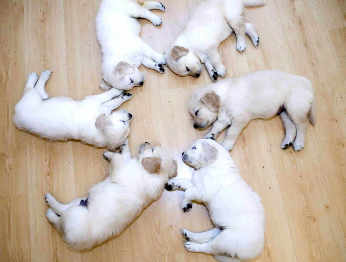 1190x902 Cute Baby Dogs Wallpaper