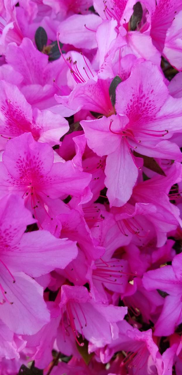 Neon Pink Flower Wallpapers Top Free Neon Pink Flower Backgrounds