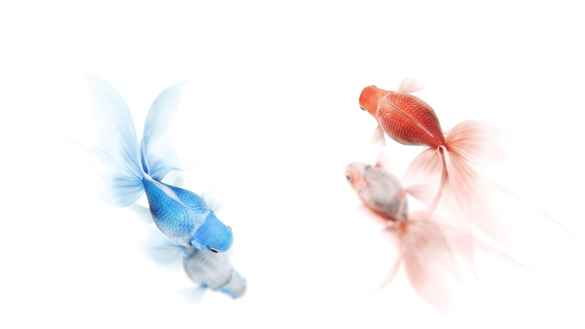 1920x1080 Goldfish Full HD Wallpaper and Background Imagex1080