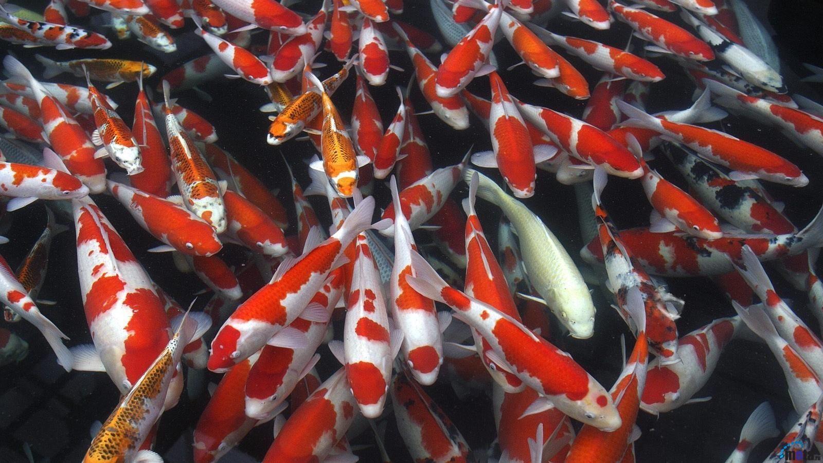 1600x900 Koi Wallpaper Collection For Free Download. HD Wallpaper