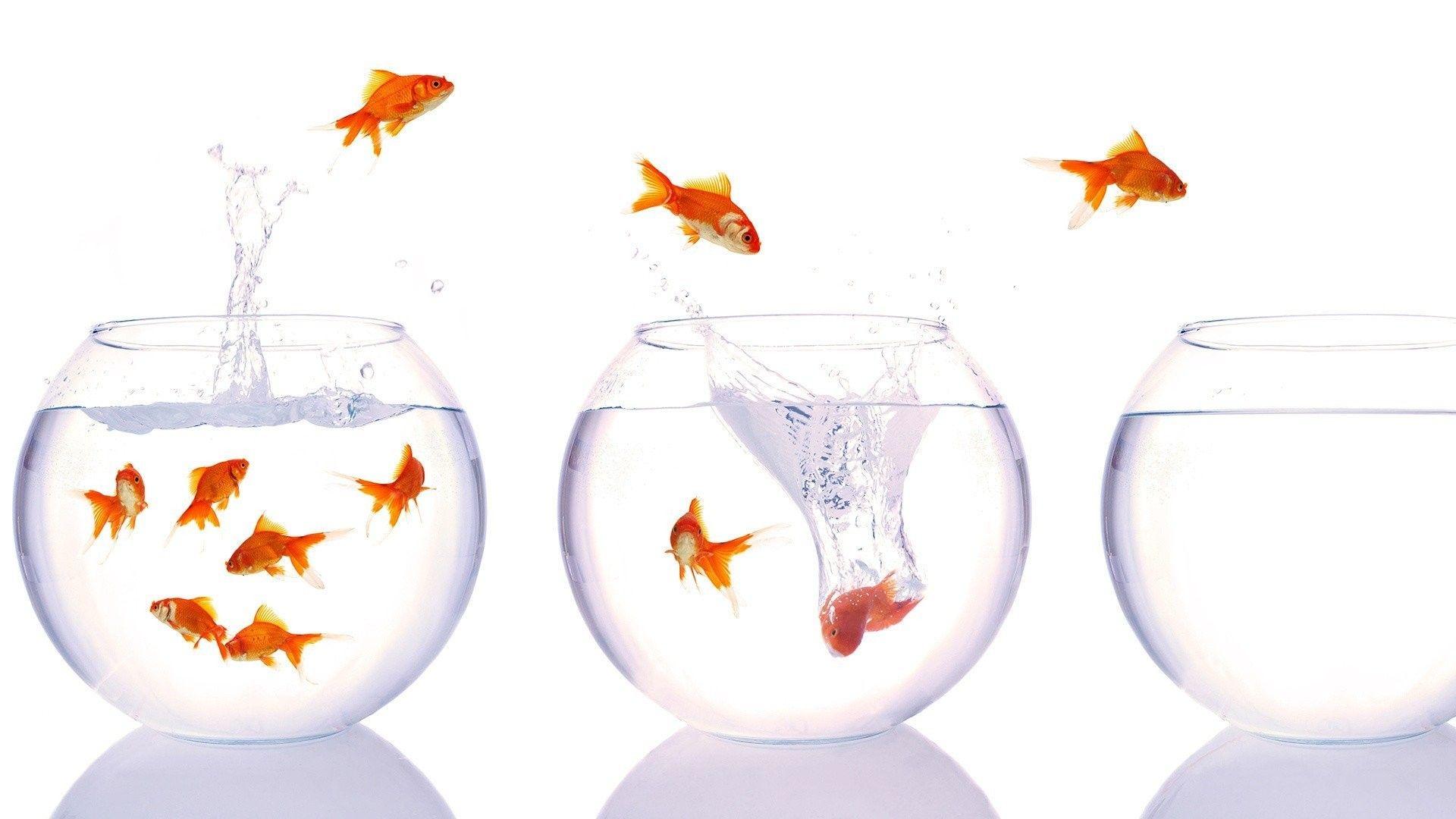 1920x1080 Fishes: Fish Goldfish Bowls Cartoon Wallpaper for HD 16:9 High