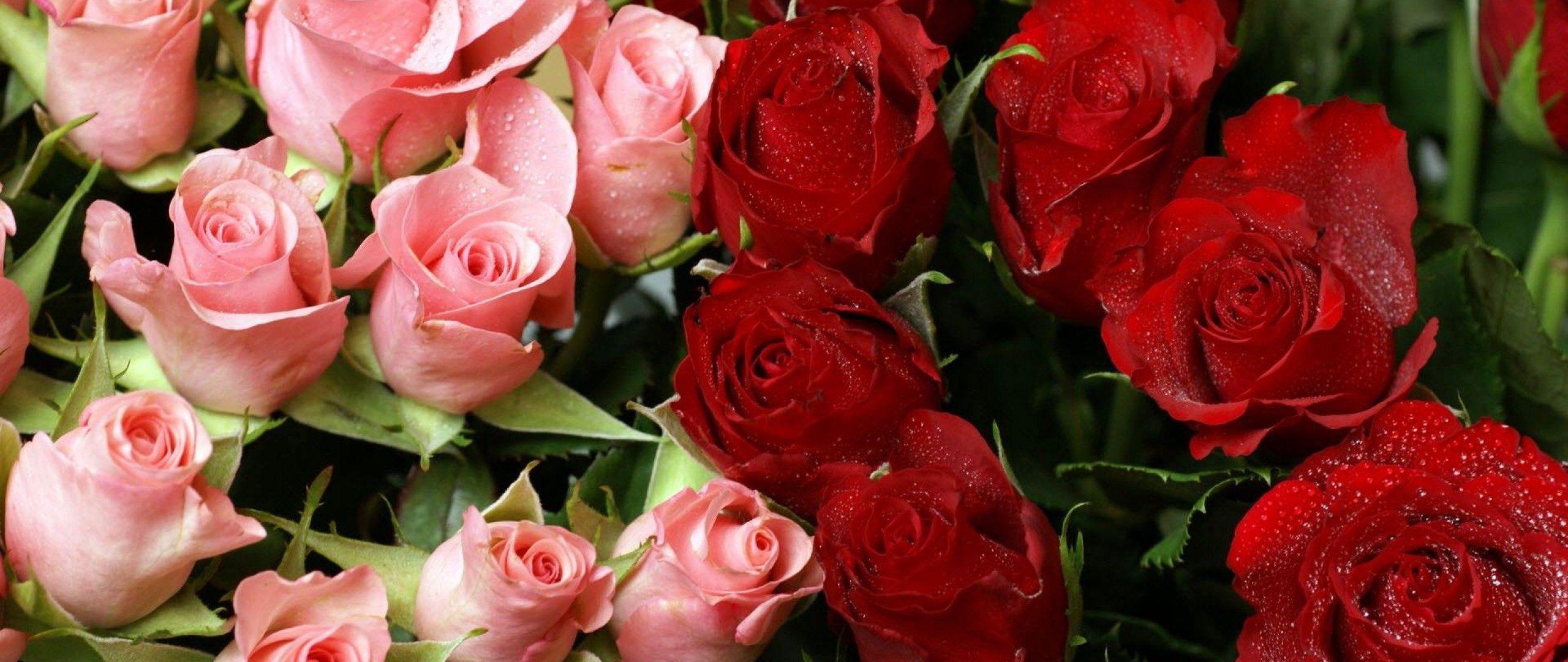 2560x1080 Pink, Red, Roses, Bouquet : High Res Wallpaper Image For Download