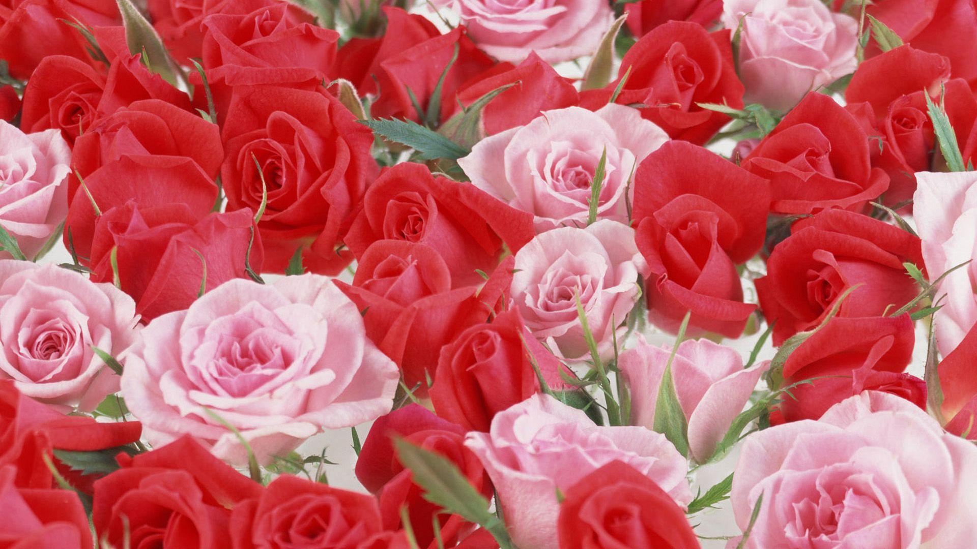 1920x1080 Red And Pink Roses Wallpaper Pics