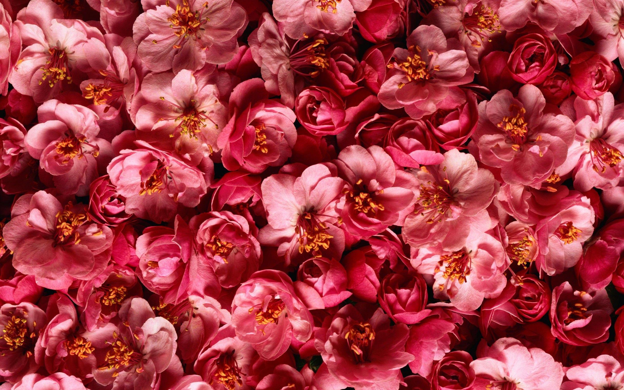 2560x1600 File Name : Red Flowers Pink Plants HD Wallpaper 534 - Red Flowers HD Wallpaper