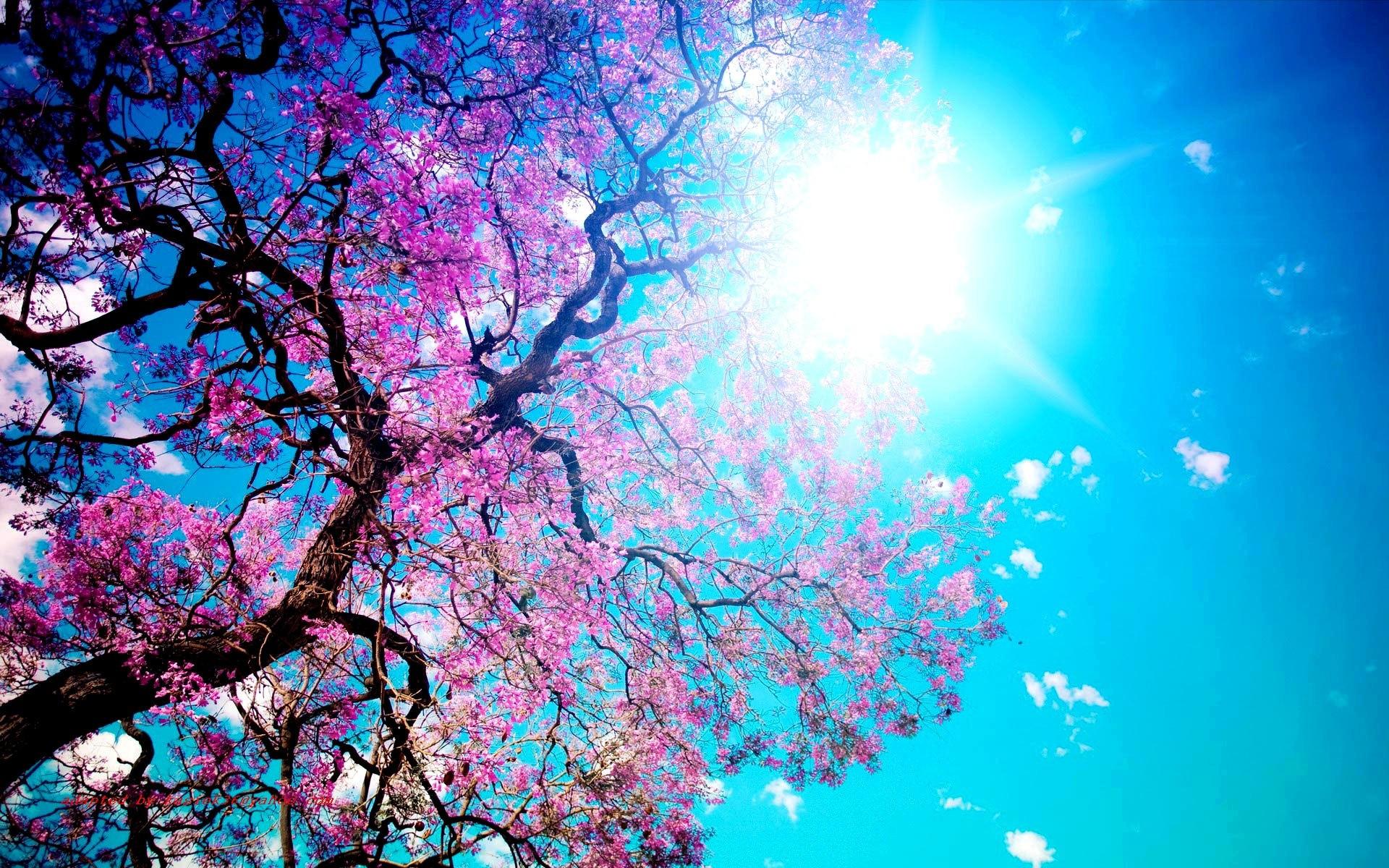 1920x1200 Light Blue And Pink Wallpaper