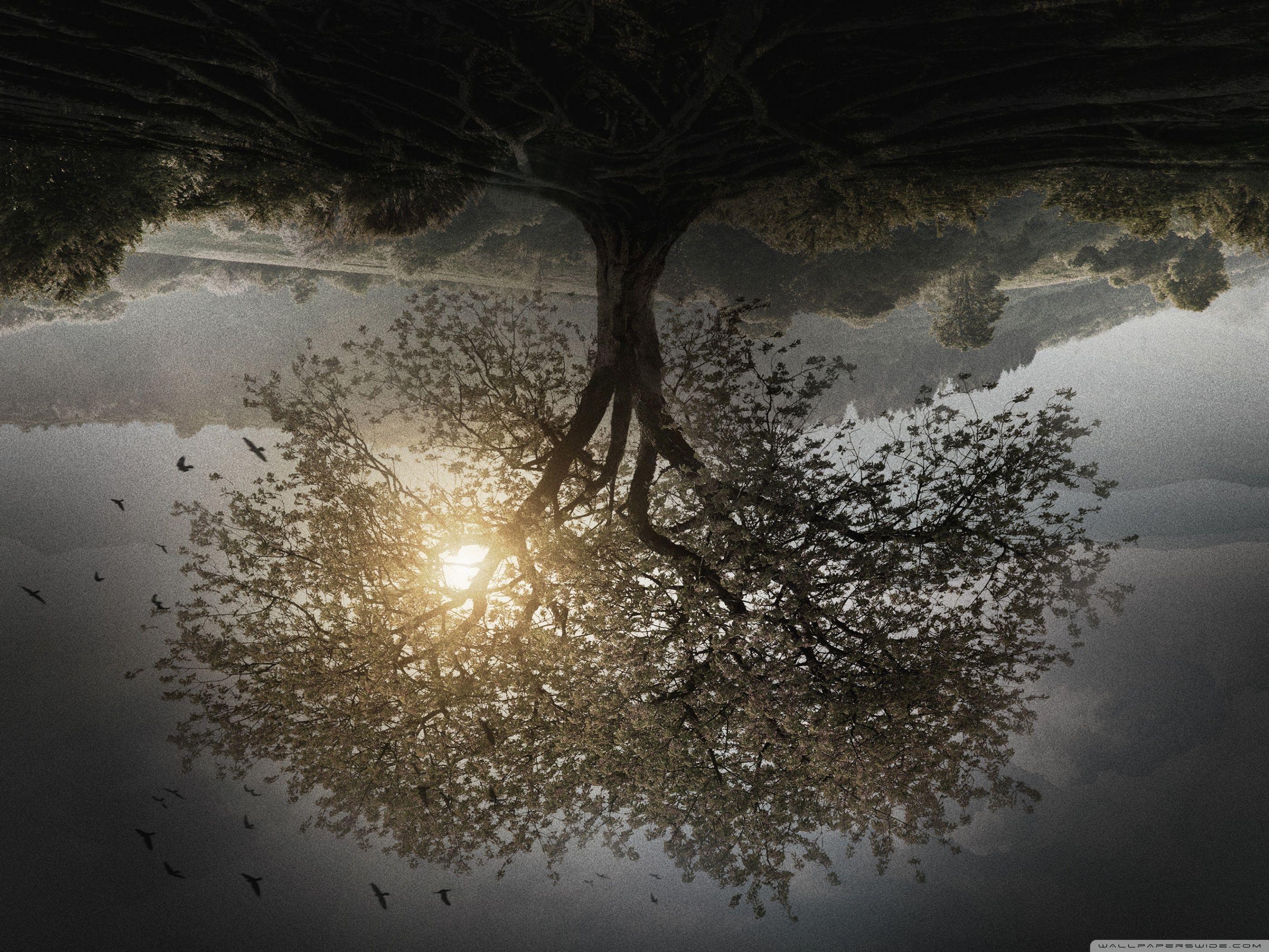 2800x2100 The Divergent Series Insurgent Tree Ultra HD Desktop Background Wallpaper for 4K UHD TV : Tablet