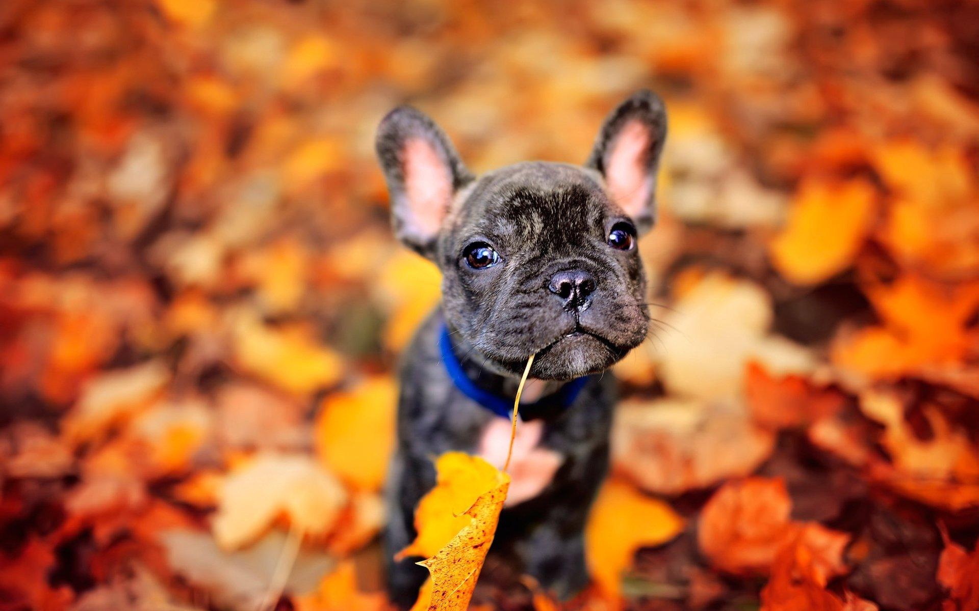 1920x1200 French Bulldog wallpaper HD for desktop background