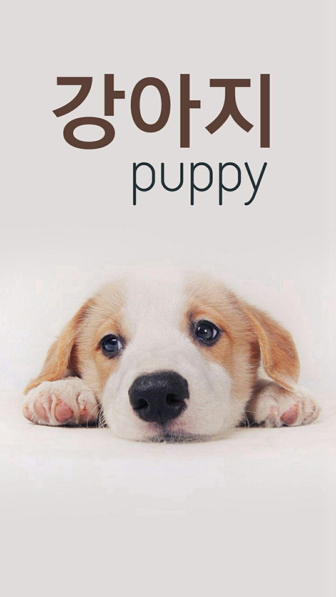 1080x1920 Puppy in korean =강아지. Coreano. Korean, Korean