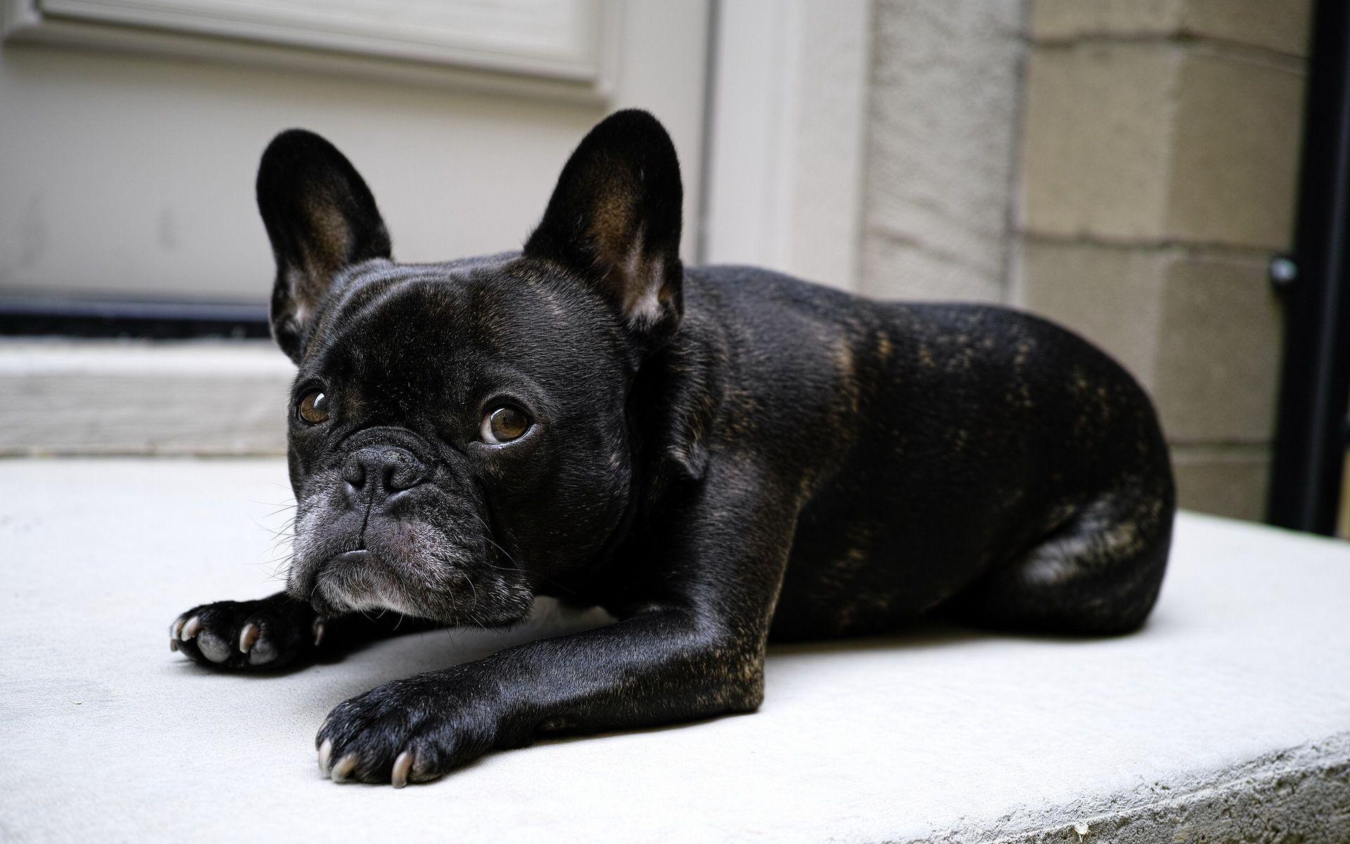 1920x1200 Free download French Bulldog Computer Wallpaper Desktop Background 1920x1200 [1920x1200] for your Desktop, Mobile & Tablet. Explore French Bulldog Wallpaper for Computer. French Desktop Wallpaper, Bulldog Screensaver and Wallpaper