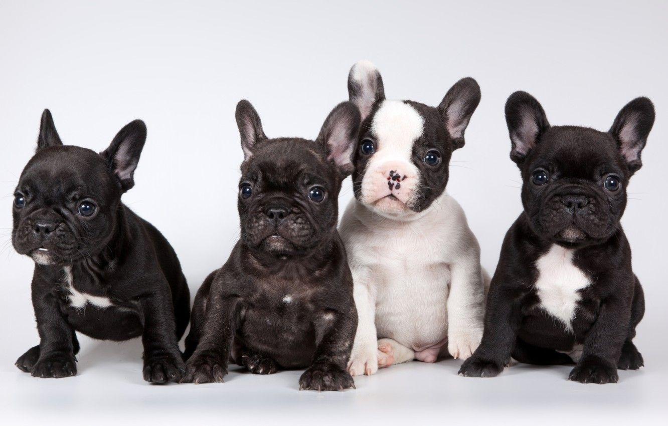1332x850 Wallpaper puppies, French bulldog, cute image for desktop, section собаки